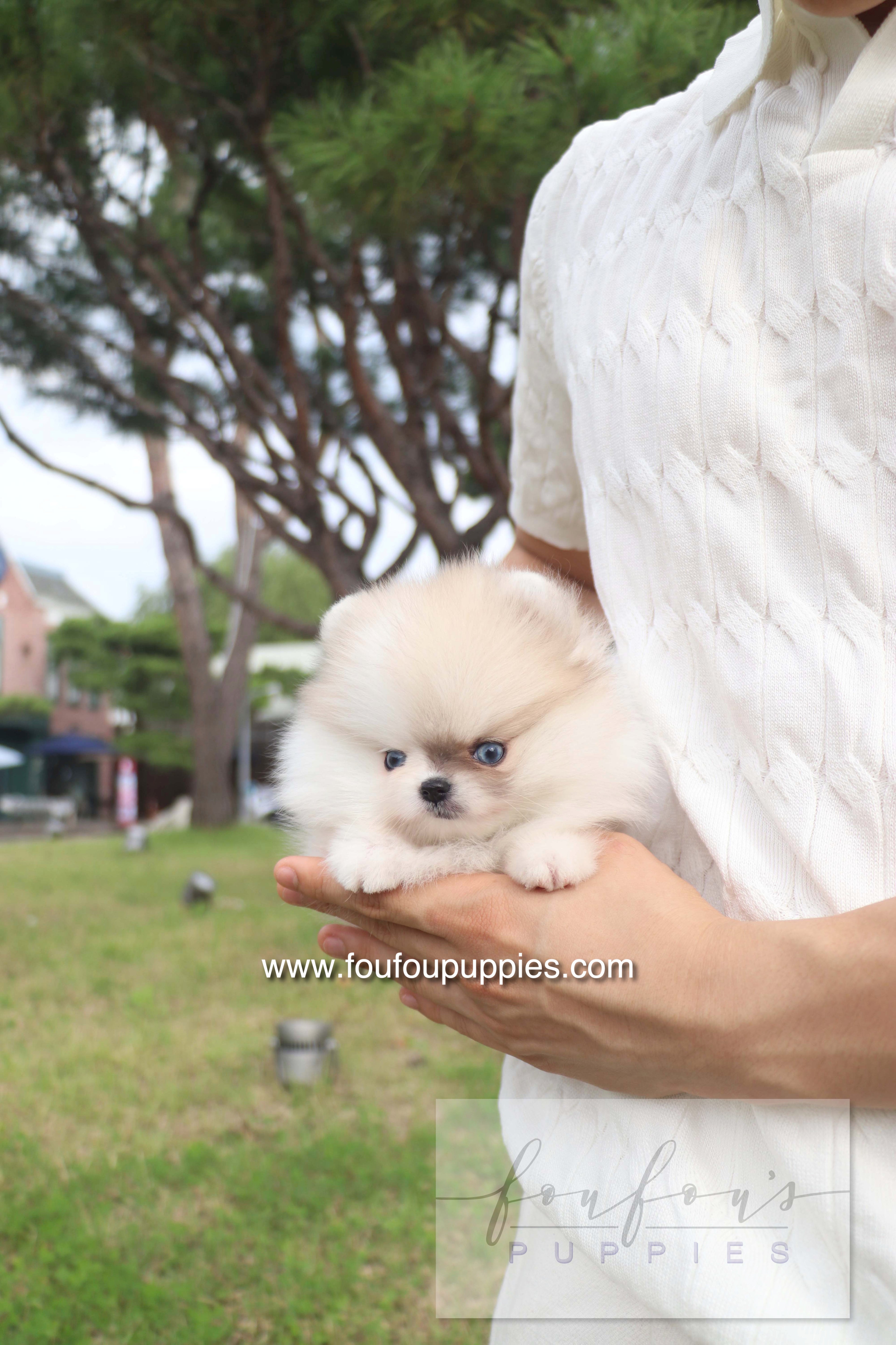 Pixou - Pomeranian F.
