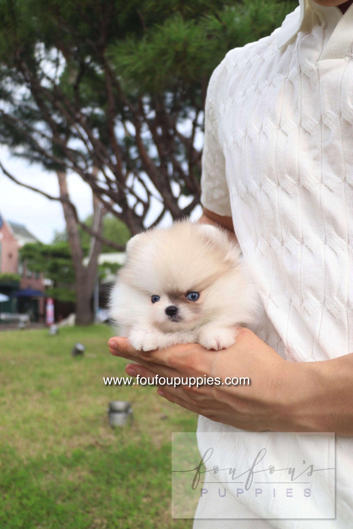 Pixou - Pomeranian F.