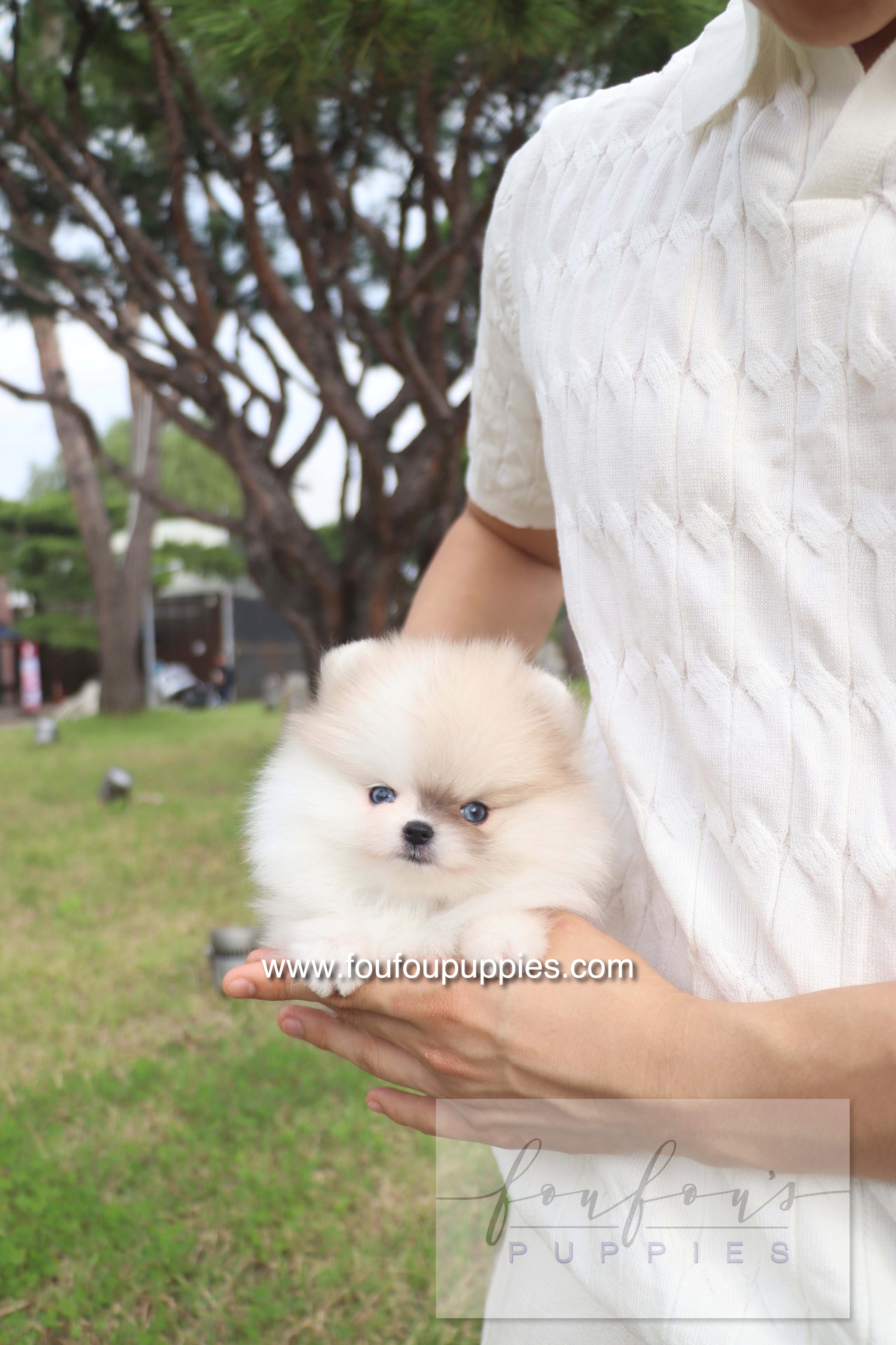 Pixou - Pomeranian F.