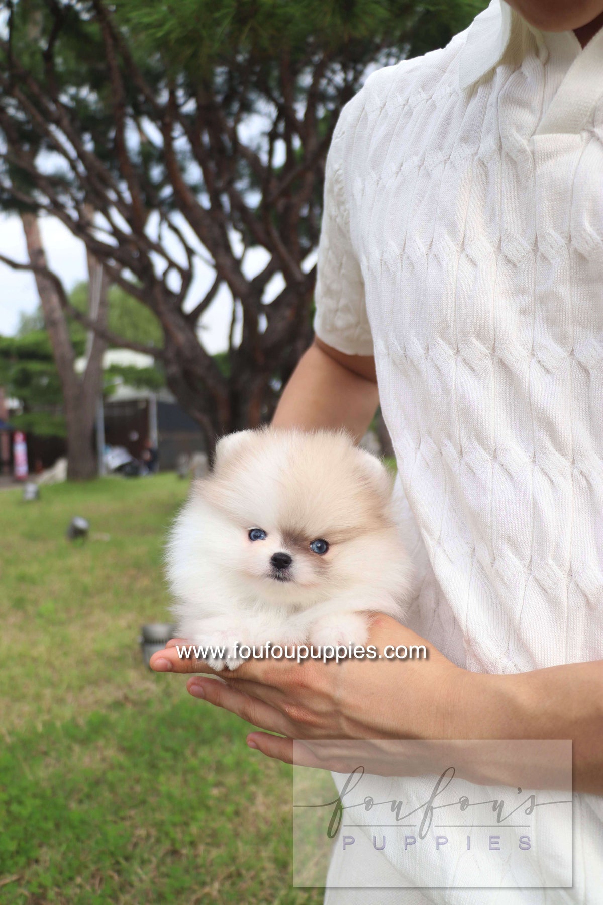 Pixou - Pomeranian F.
