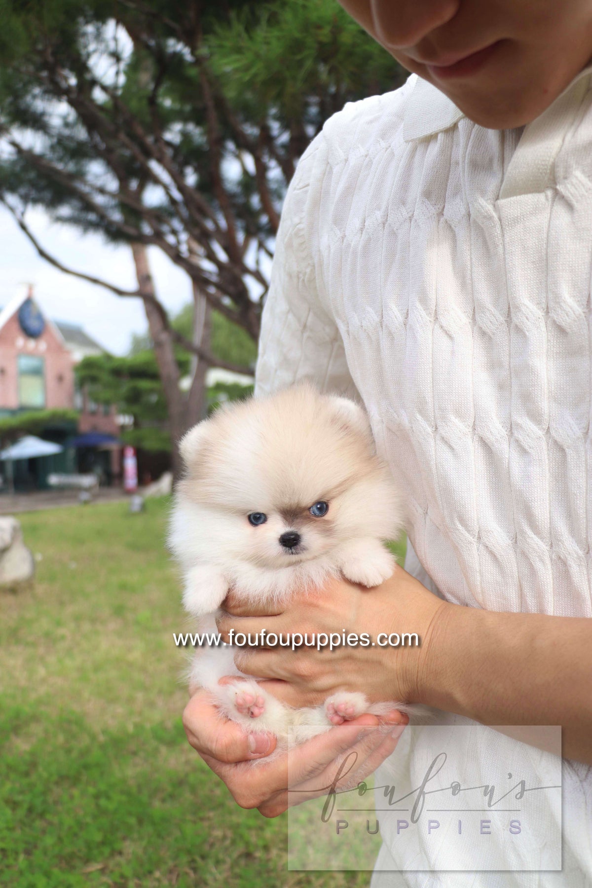 Pixou - Pomeranian F.