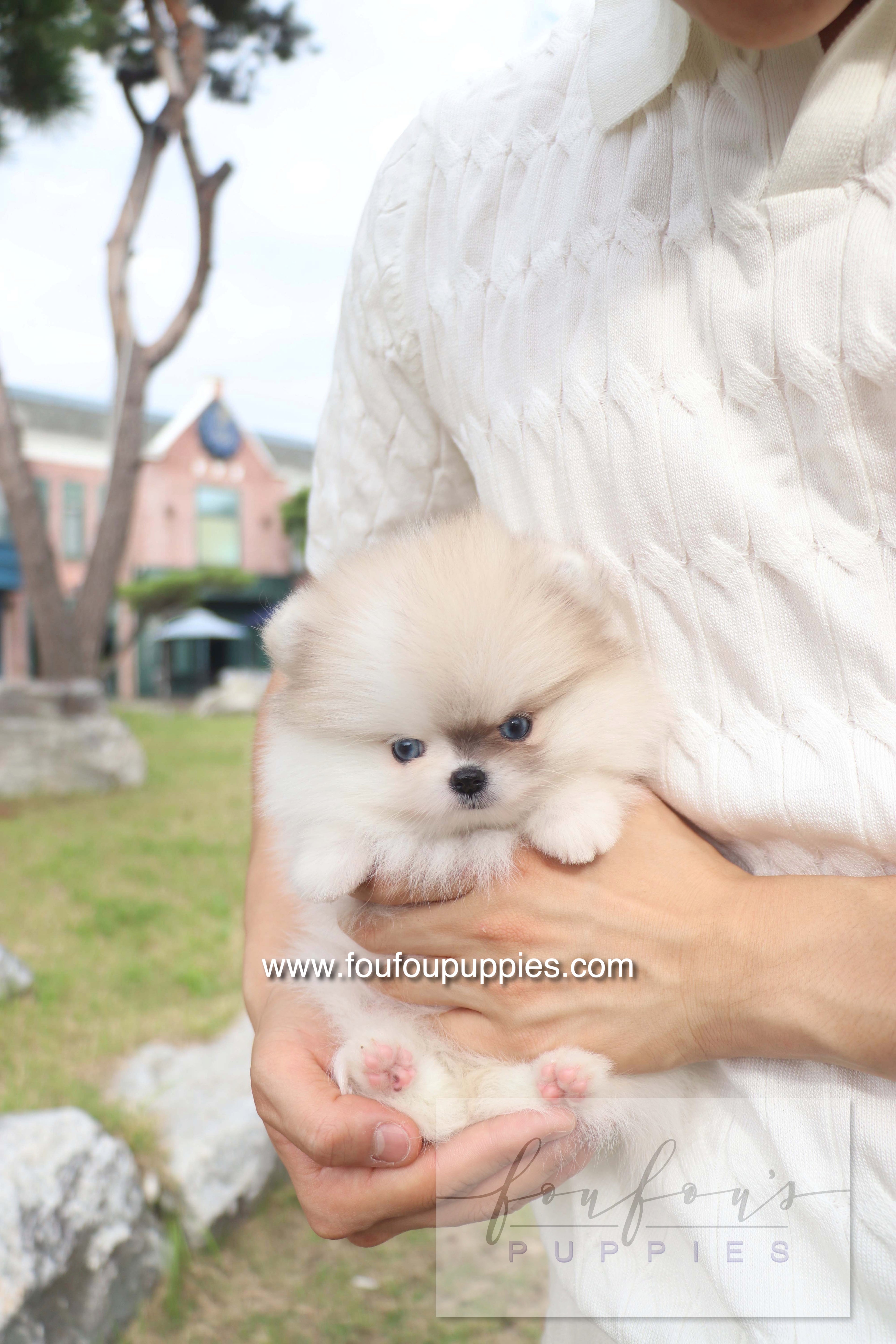 Pixou - Pomeranian F.