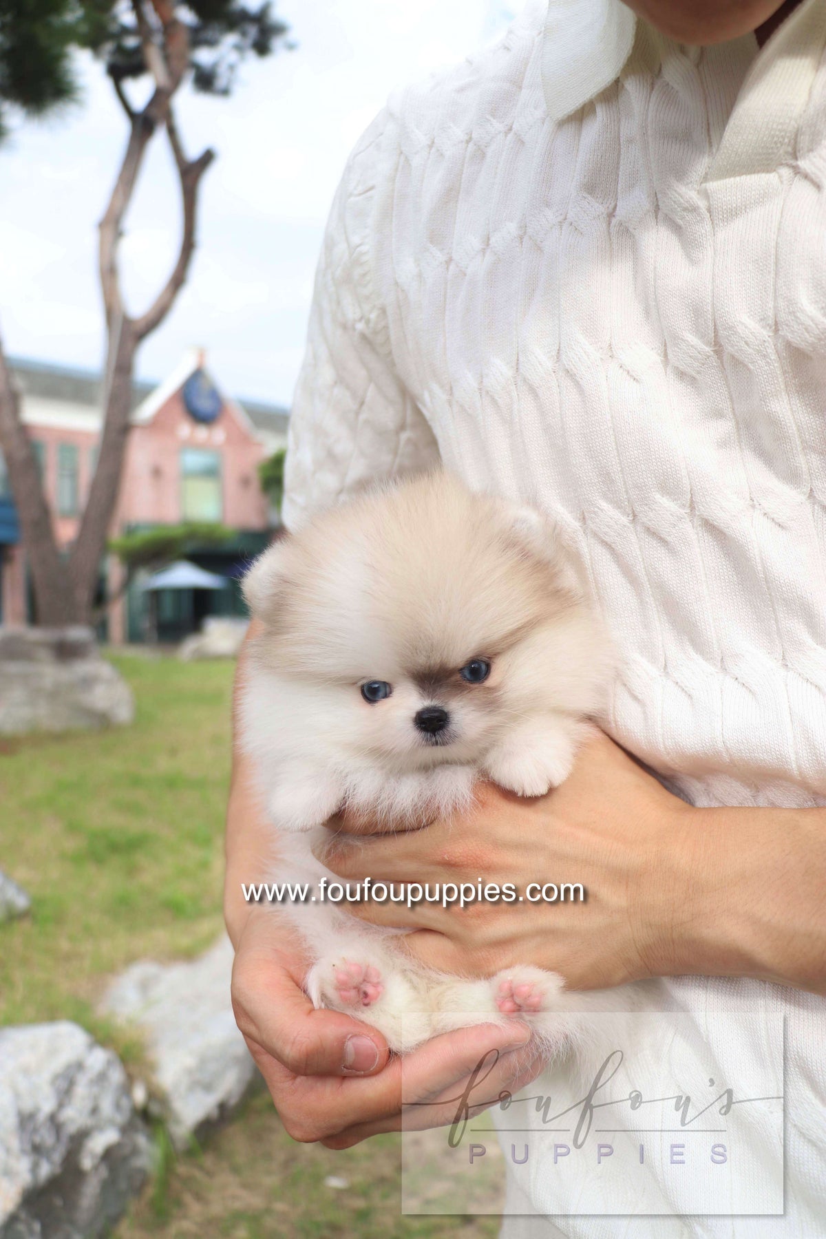Pixou - Pomeranian F.