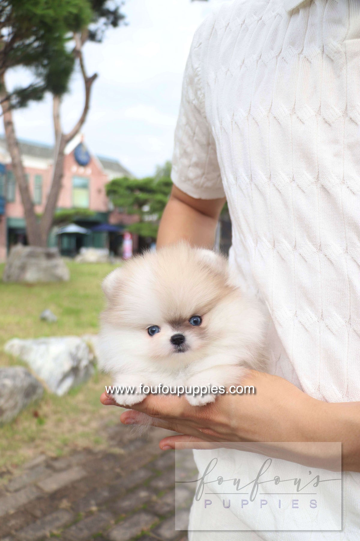 Pixou - Pomeranian F.