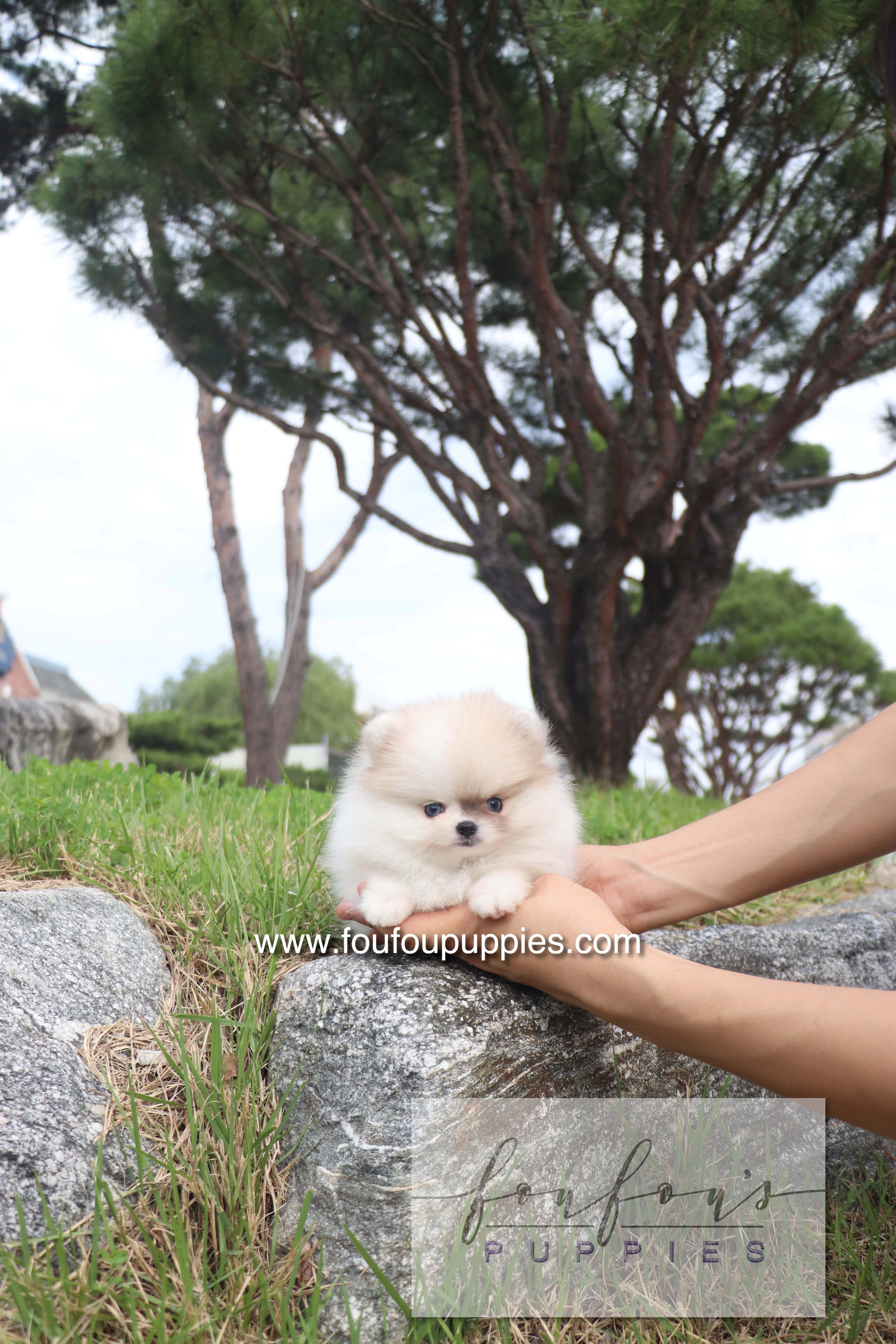 Pixou - Pomeranian F.