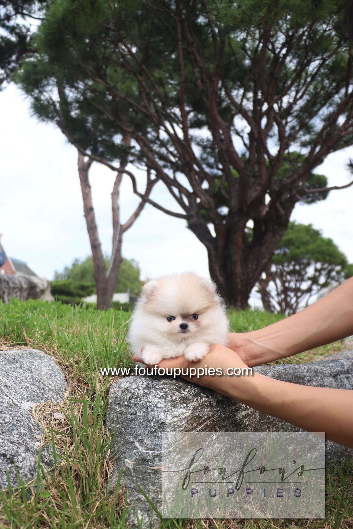 Pixou - Pomeranian F.
