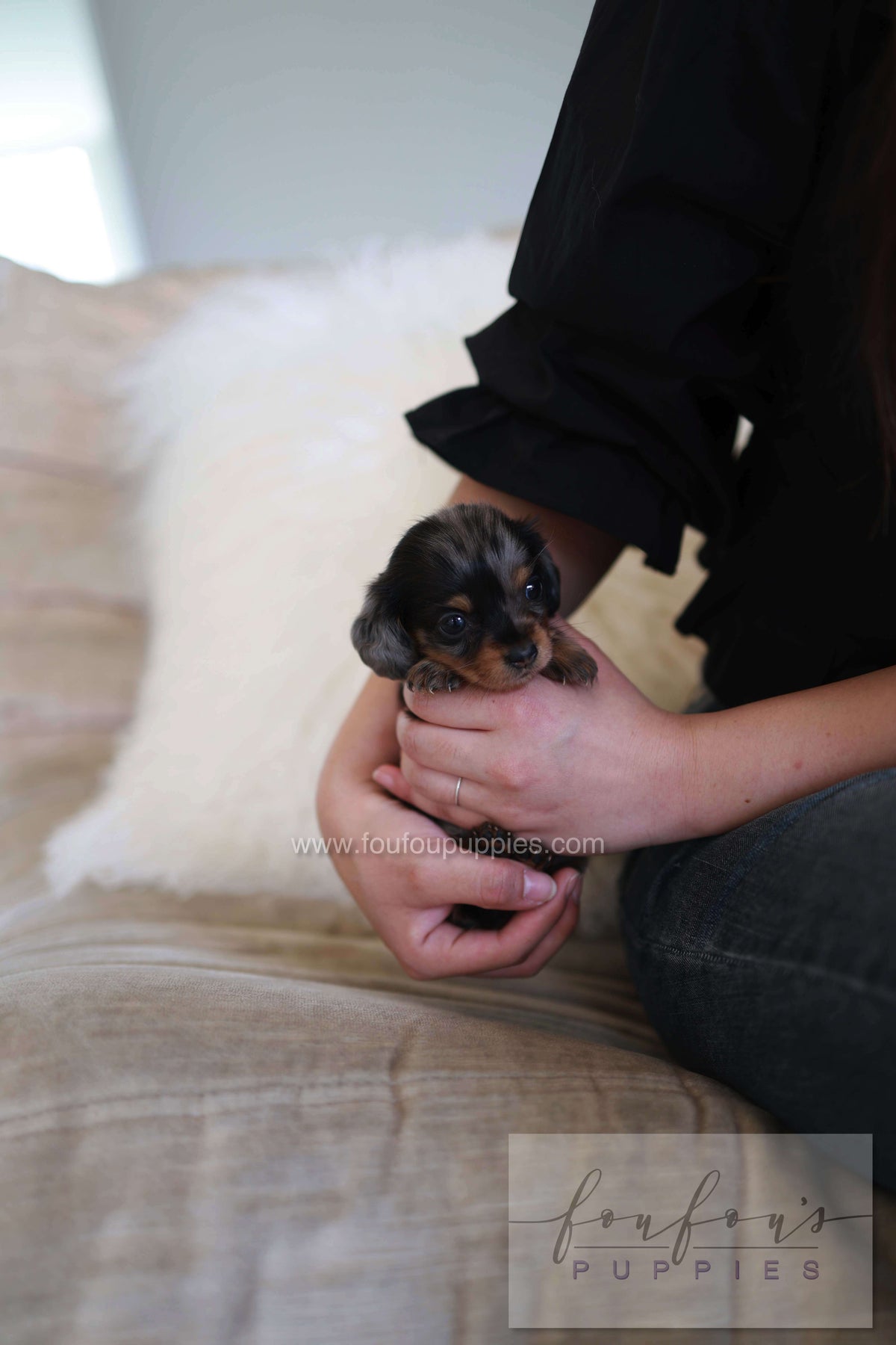 Truffle - Dachshund F.