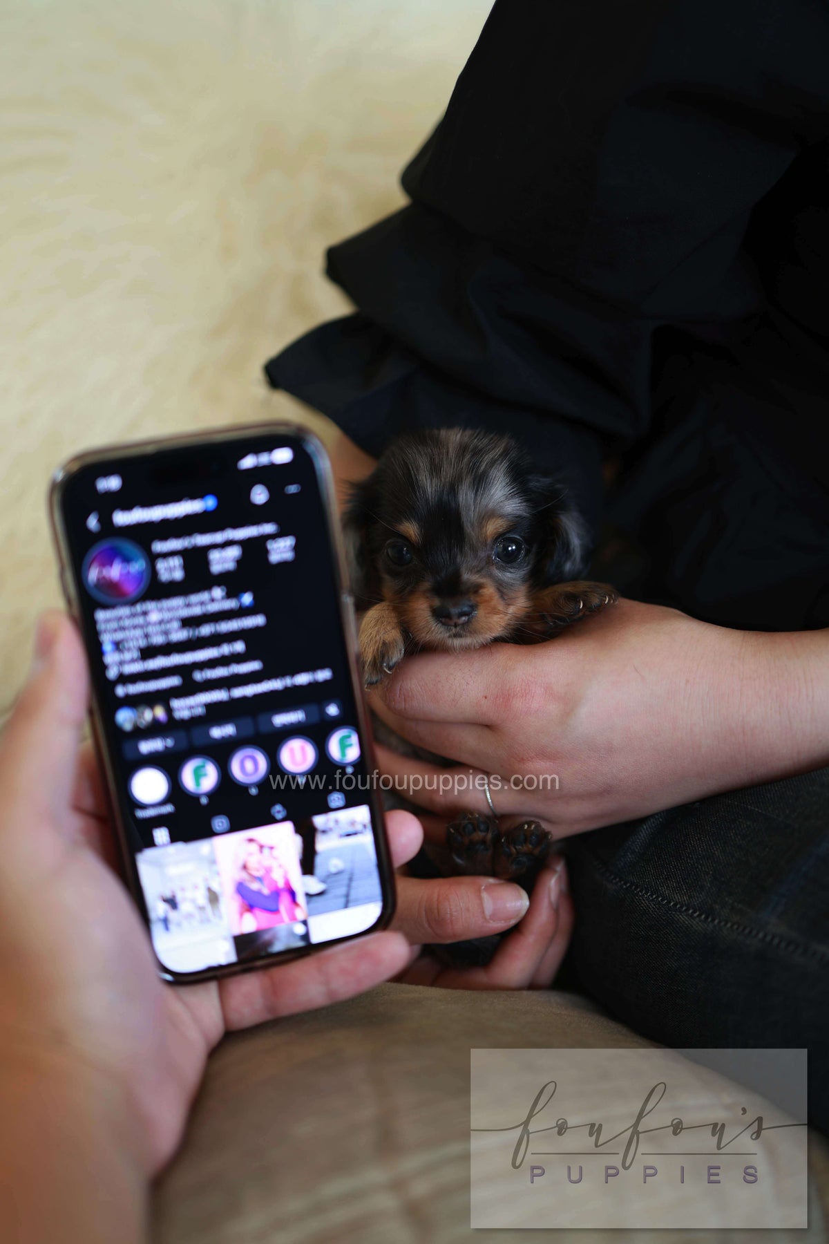 Truffle - Dachshund F.