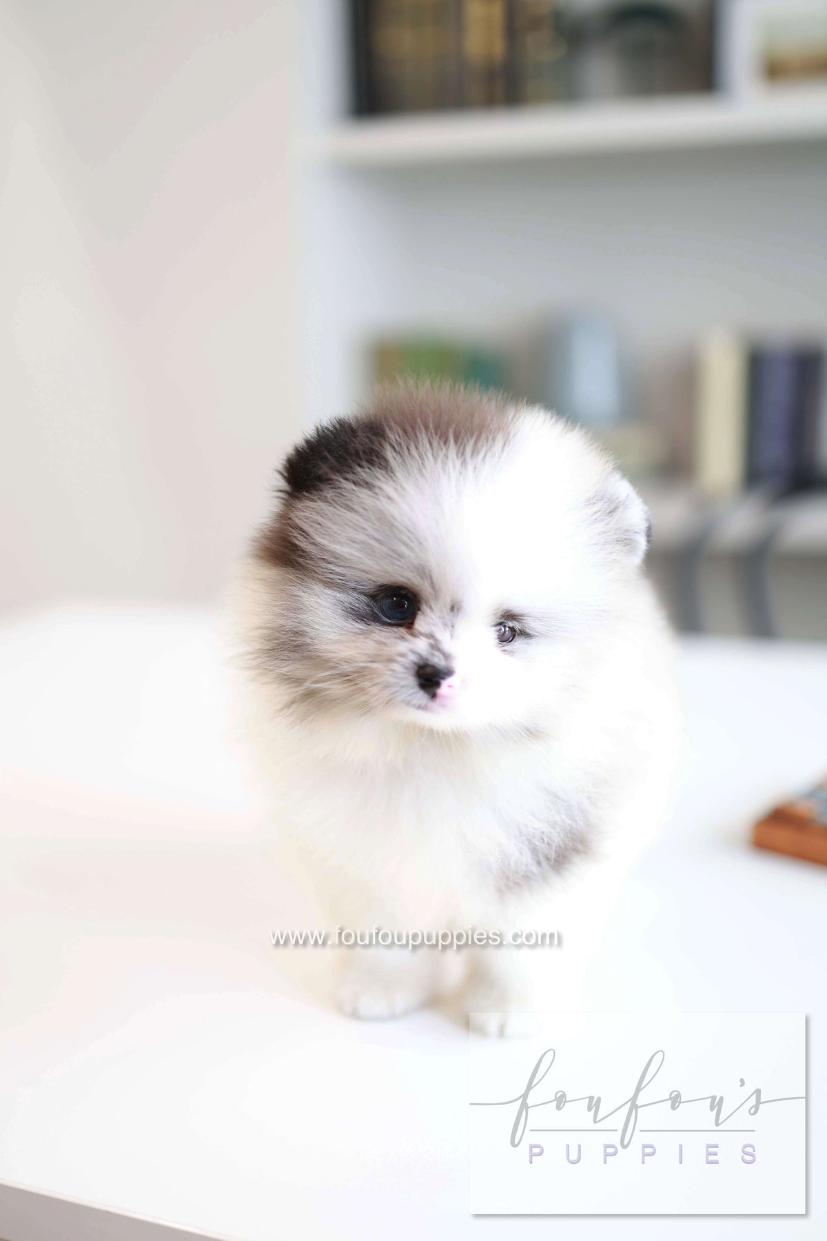 Nemo - Pomeranian M.