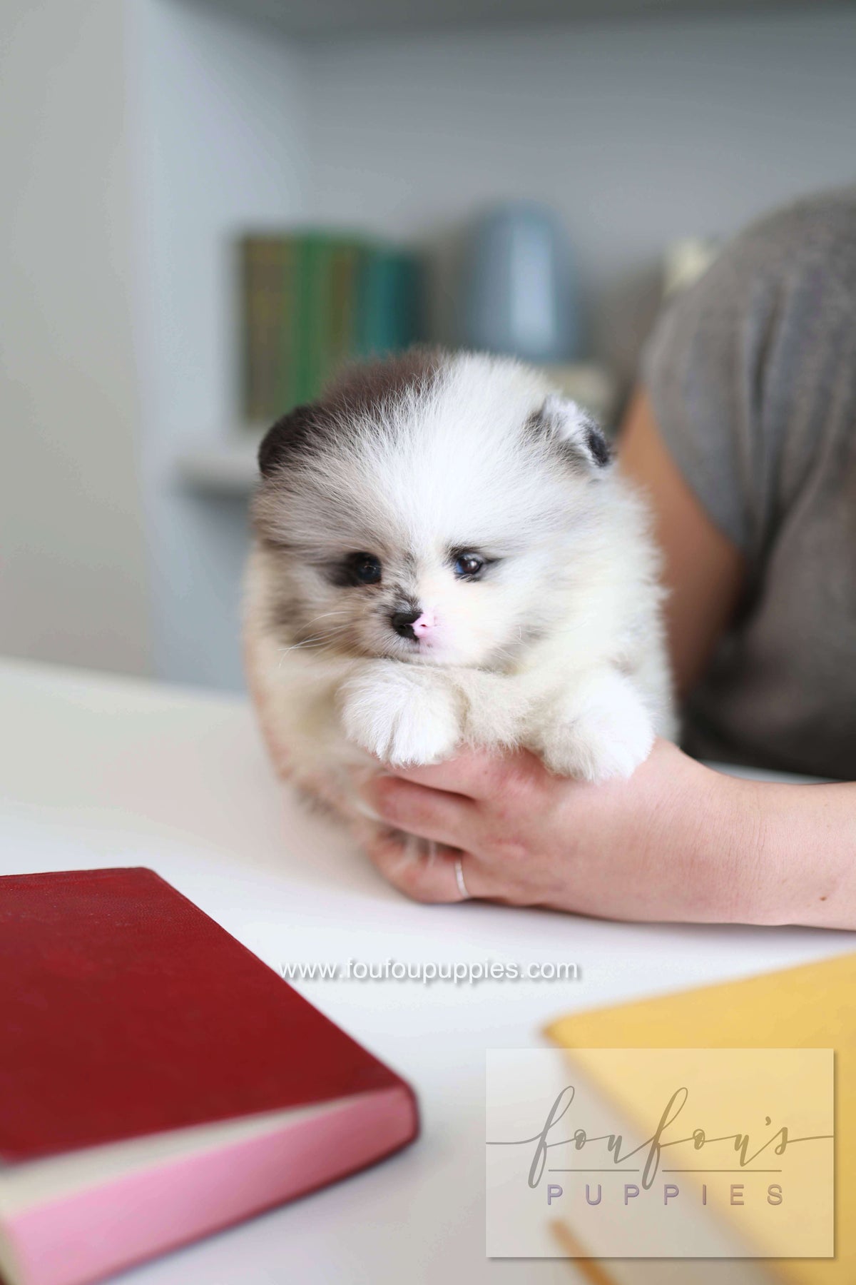 Nemo - Pomeranian M.
