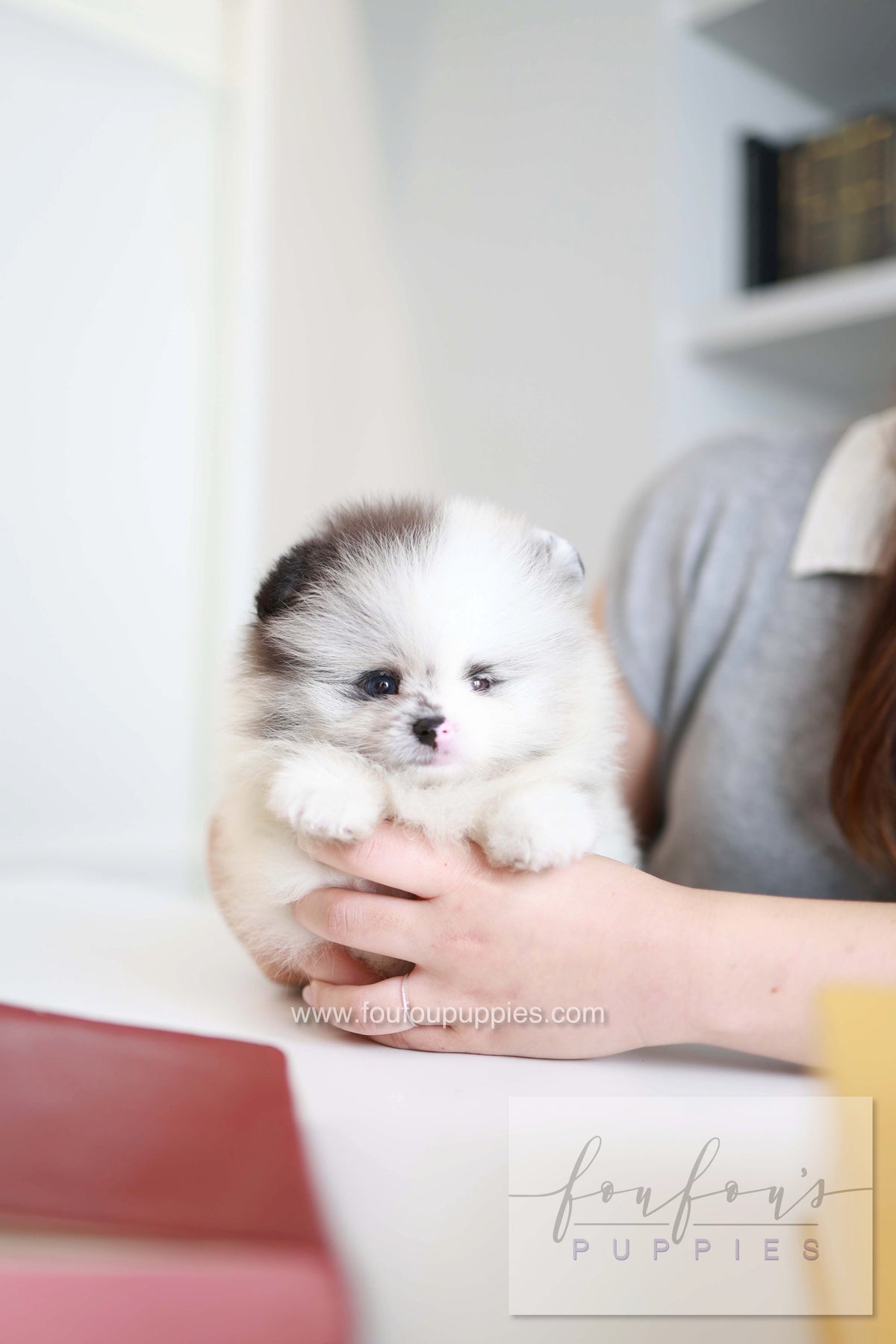 Nemo - Pomeranian M.