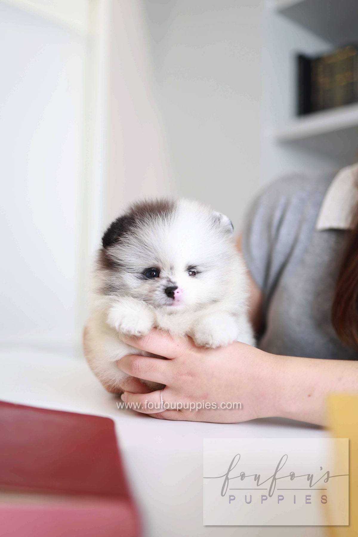 Nemo - Pomeranian M.