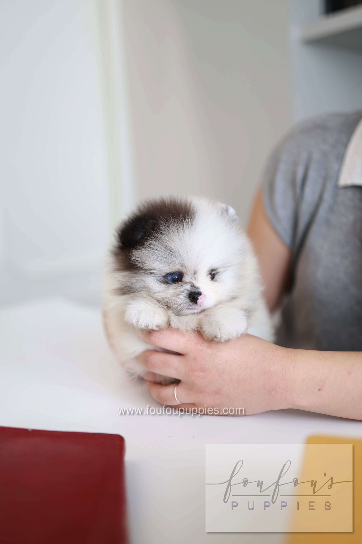 Nemo - Pomeranian M.