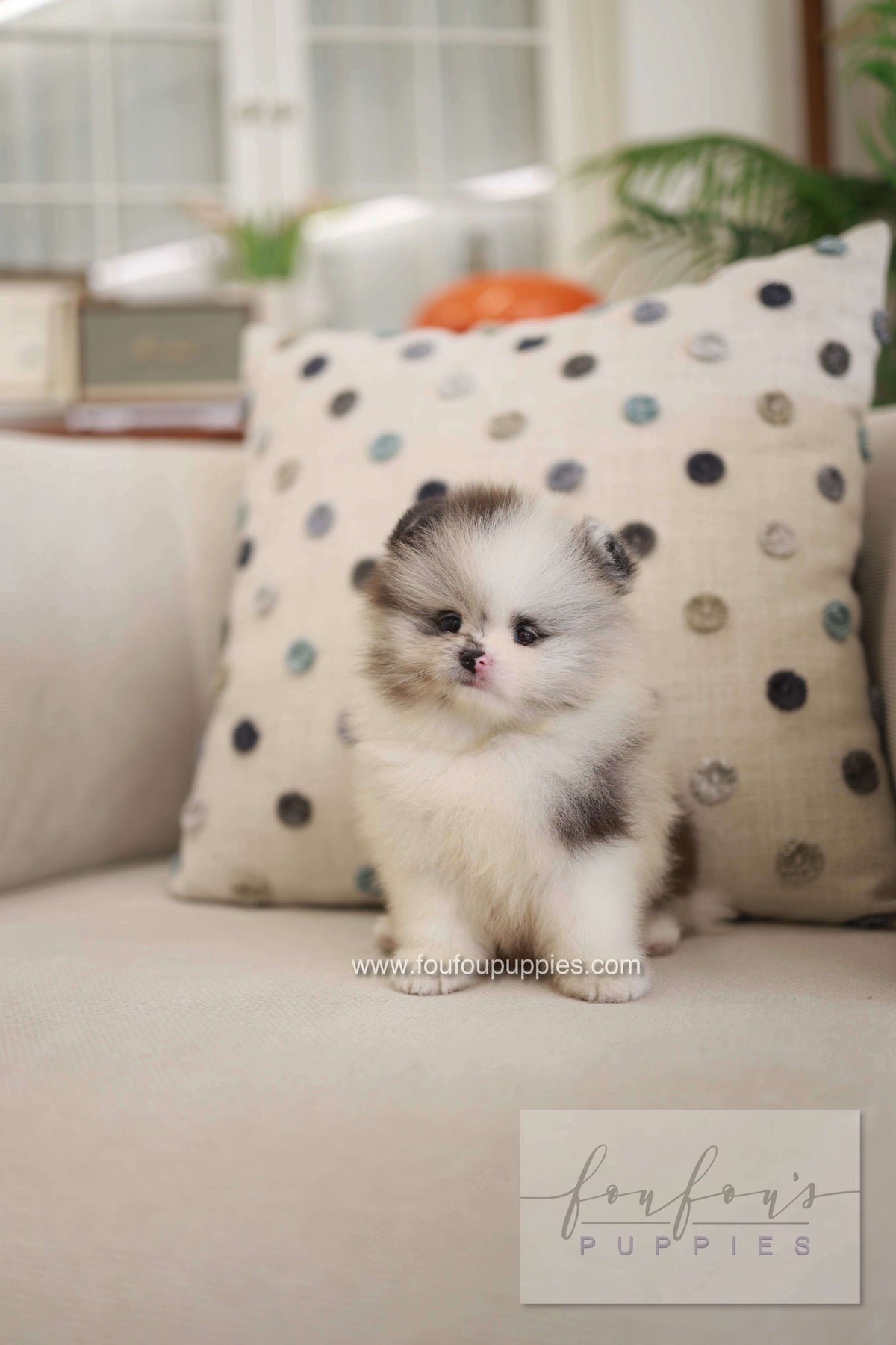 Nemo - Pomeranian M.
