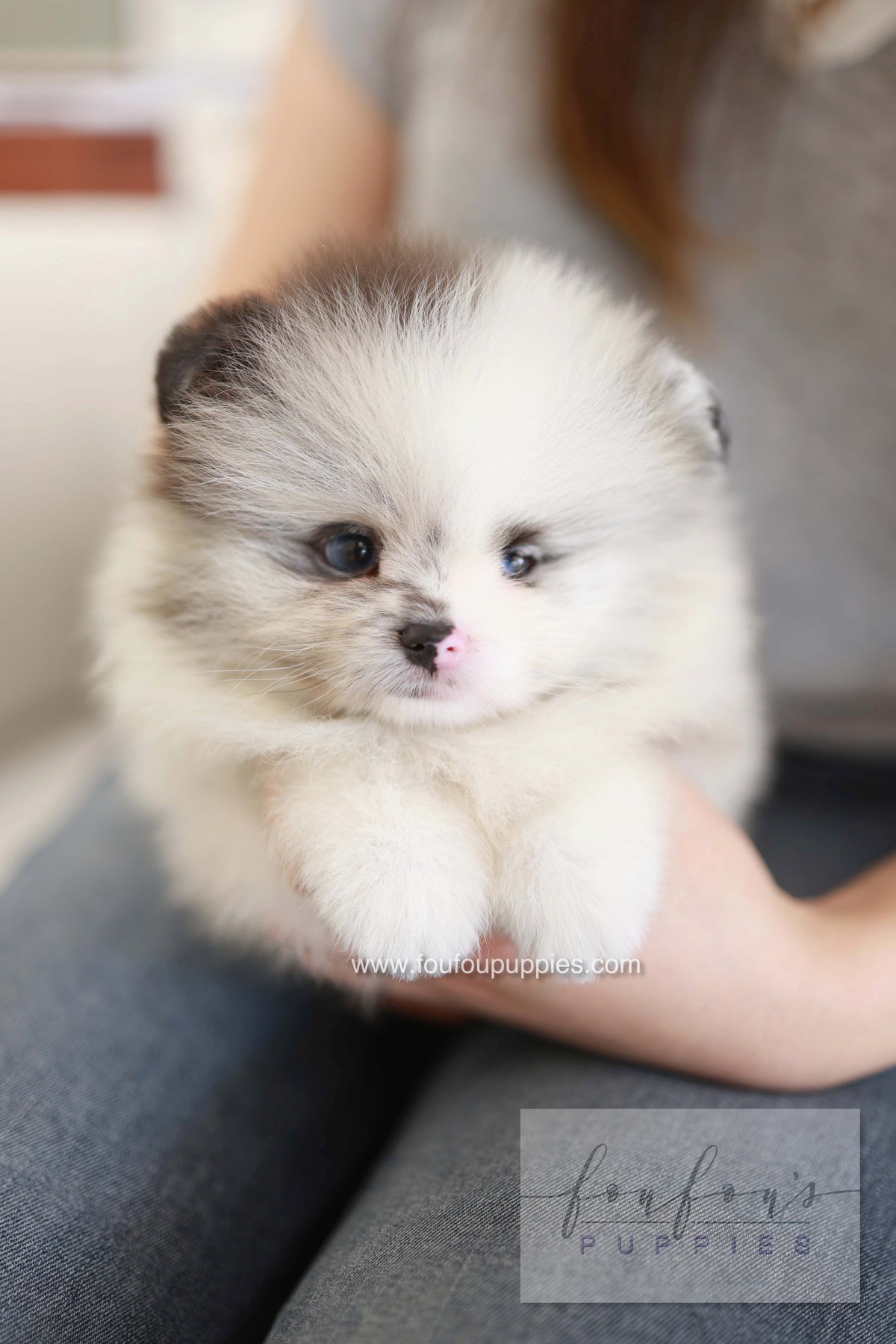 Nemo - Pomeranian M.