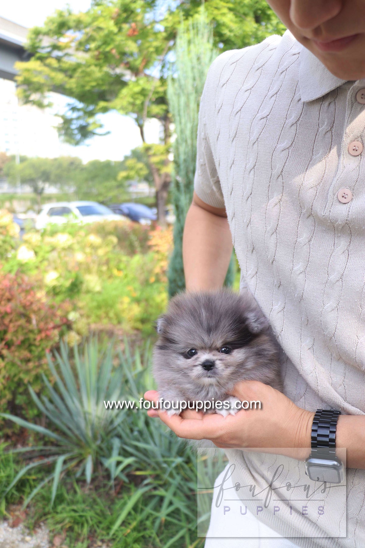 Love - Pomeranian F.