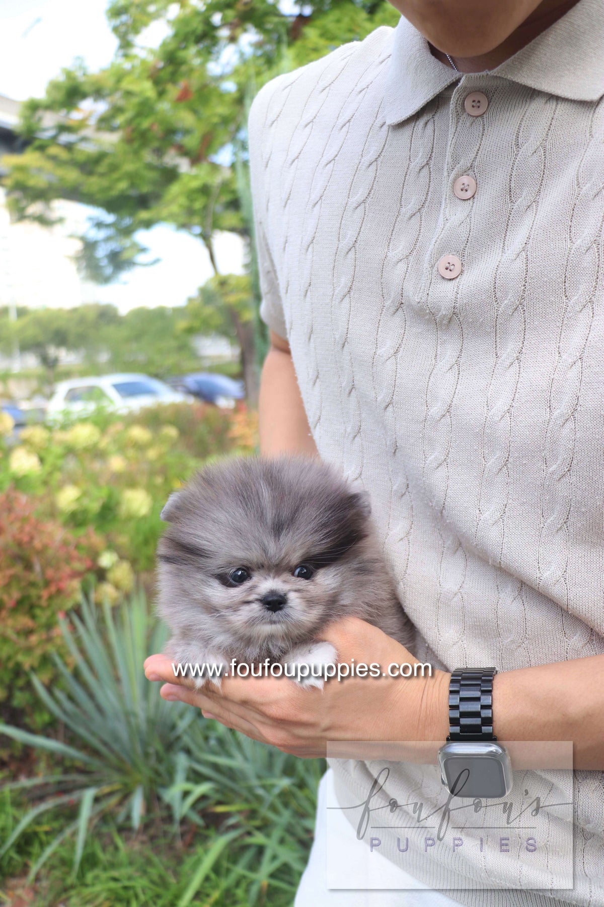 Love - Pomeranian F.