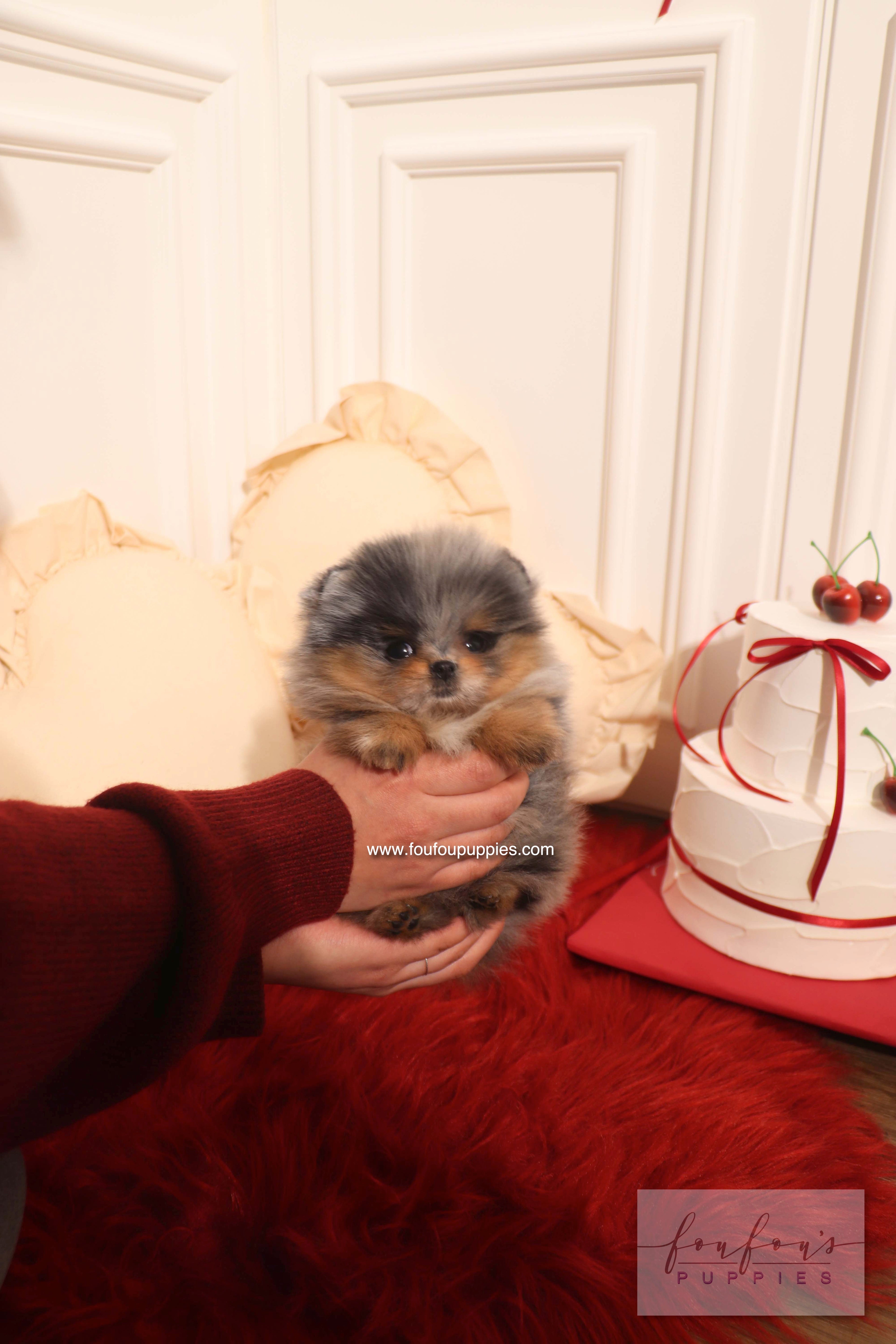 Aura - Pomeranian F.