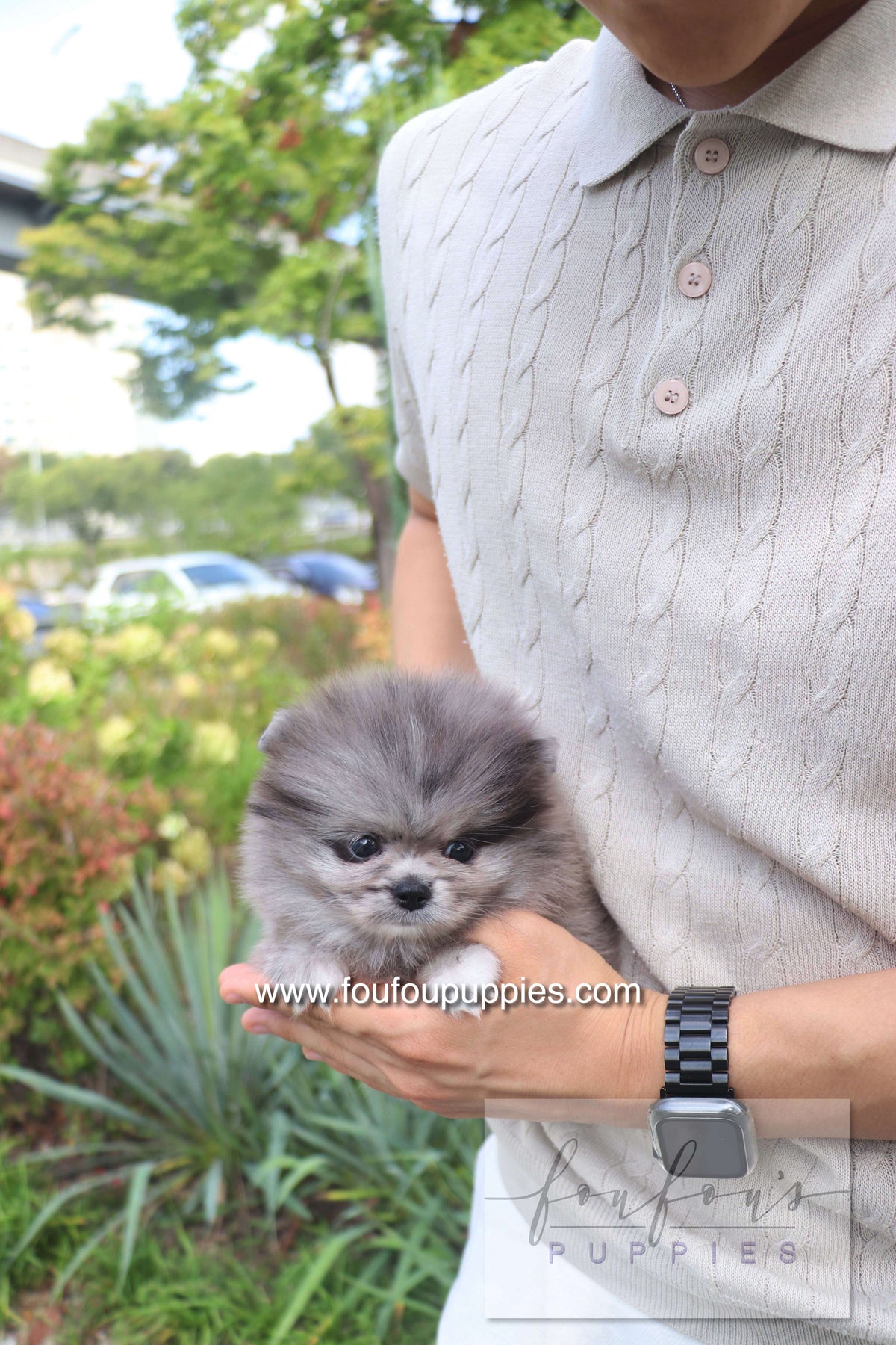 Love - Pomeranian F.