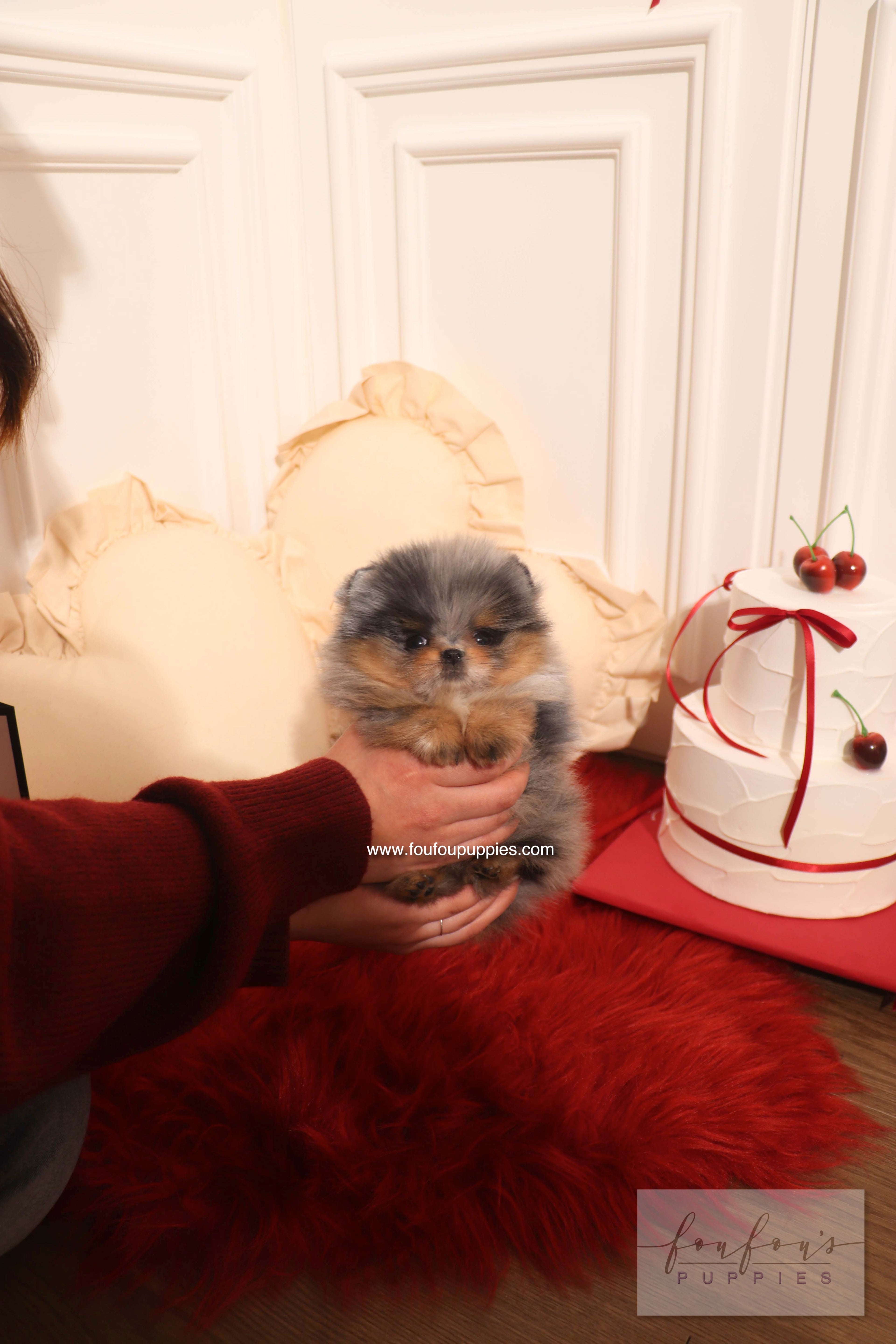 Aura - Pomeranian F.