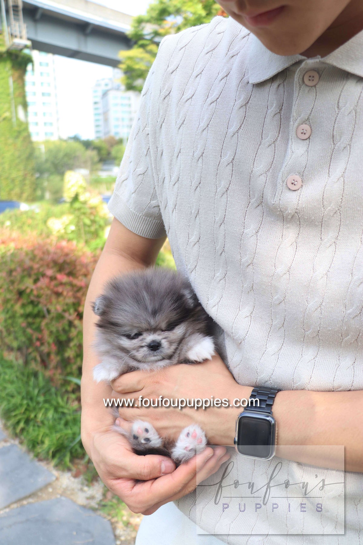 Love - Pomeranian F.