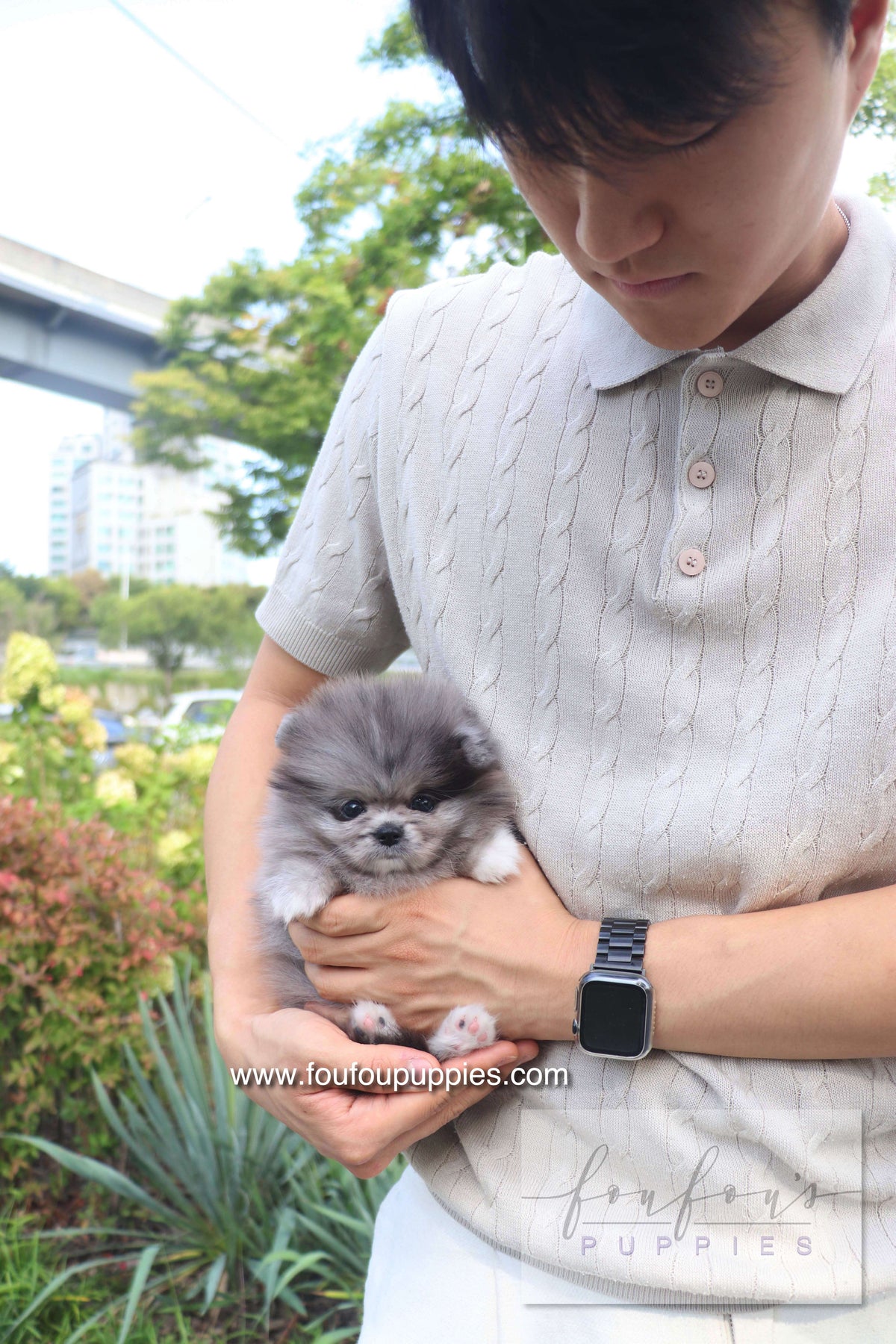 Love - Pomeranian F.