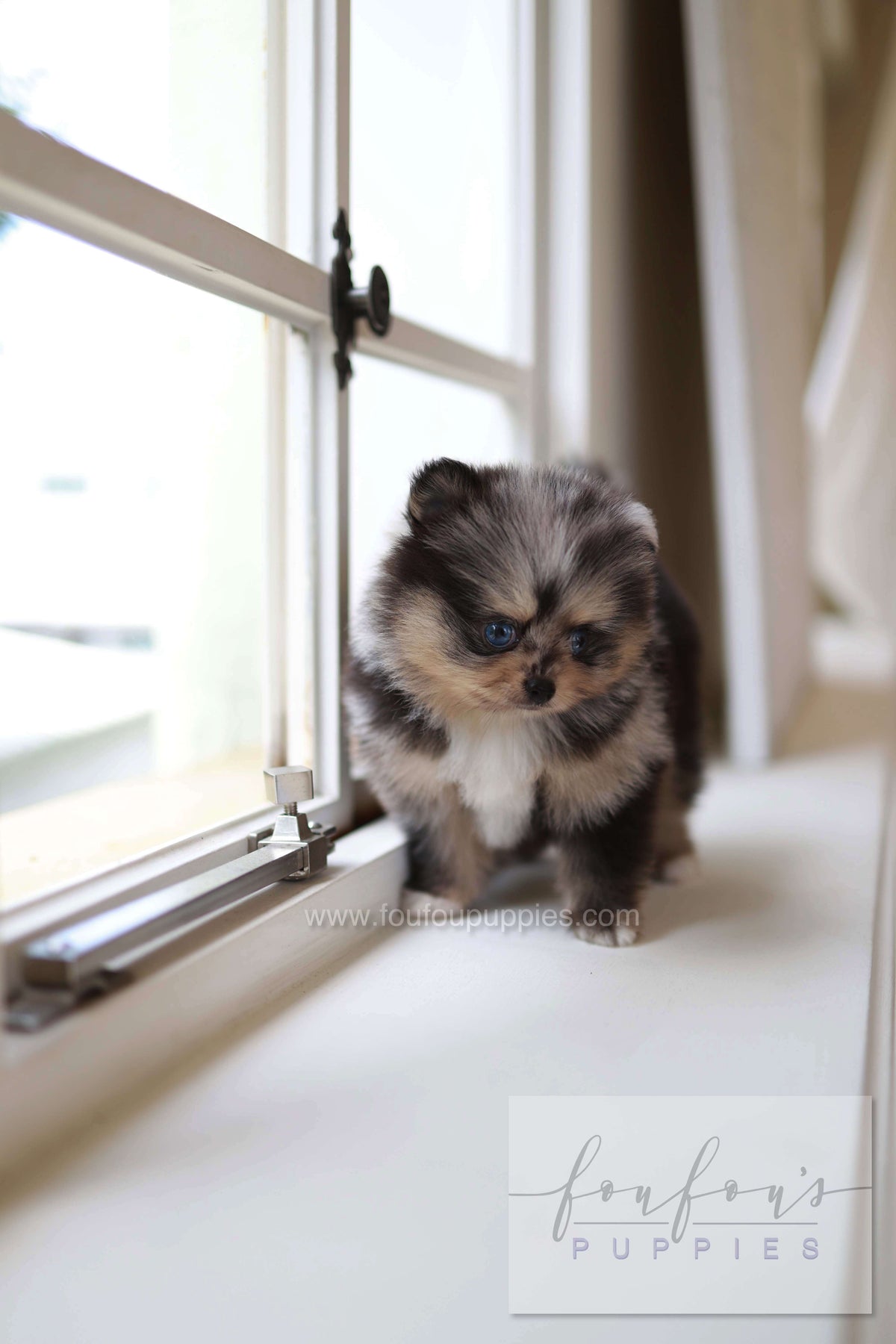 Cosmo - Pomeranian M.