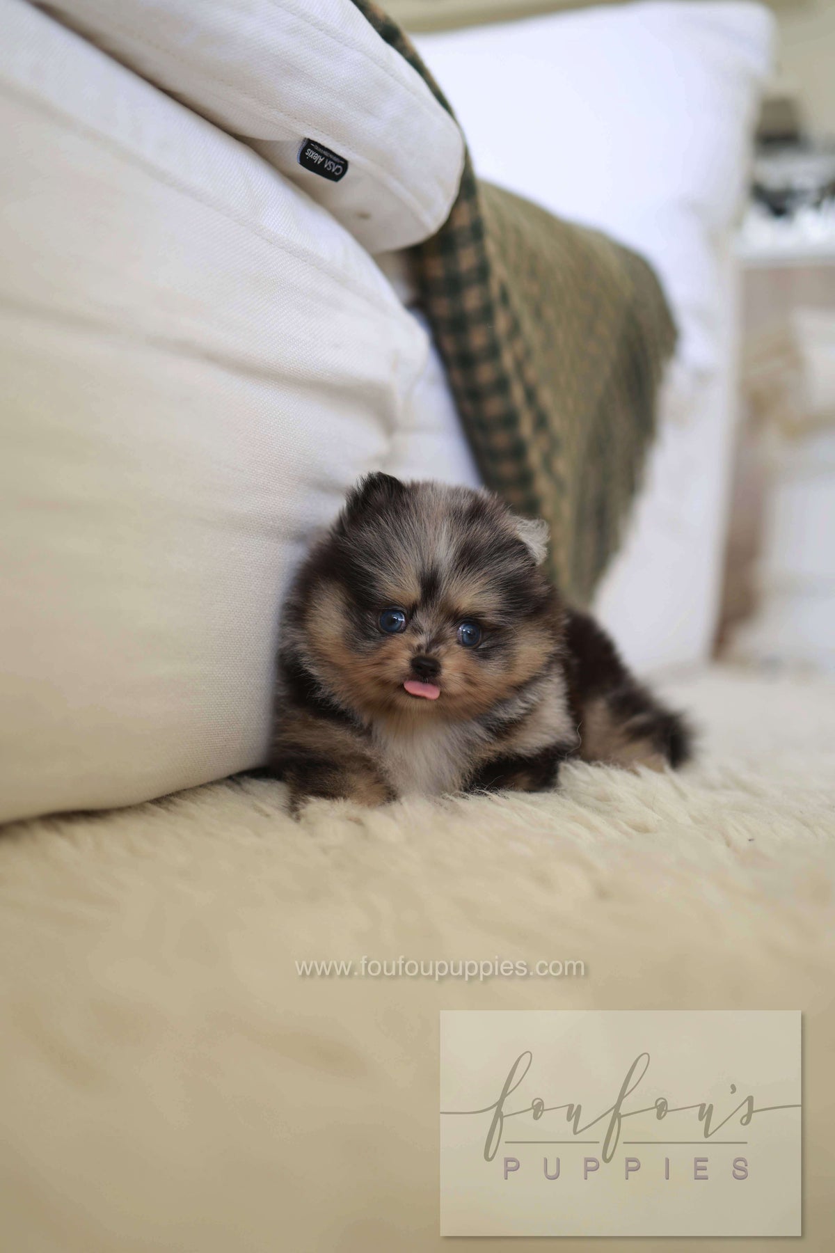 Cosmo - Pomeranian M.