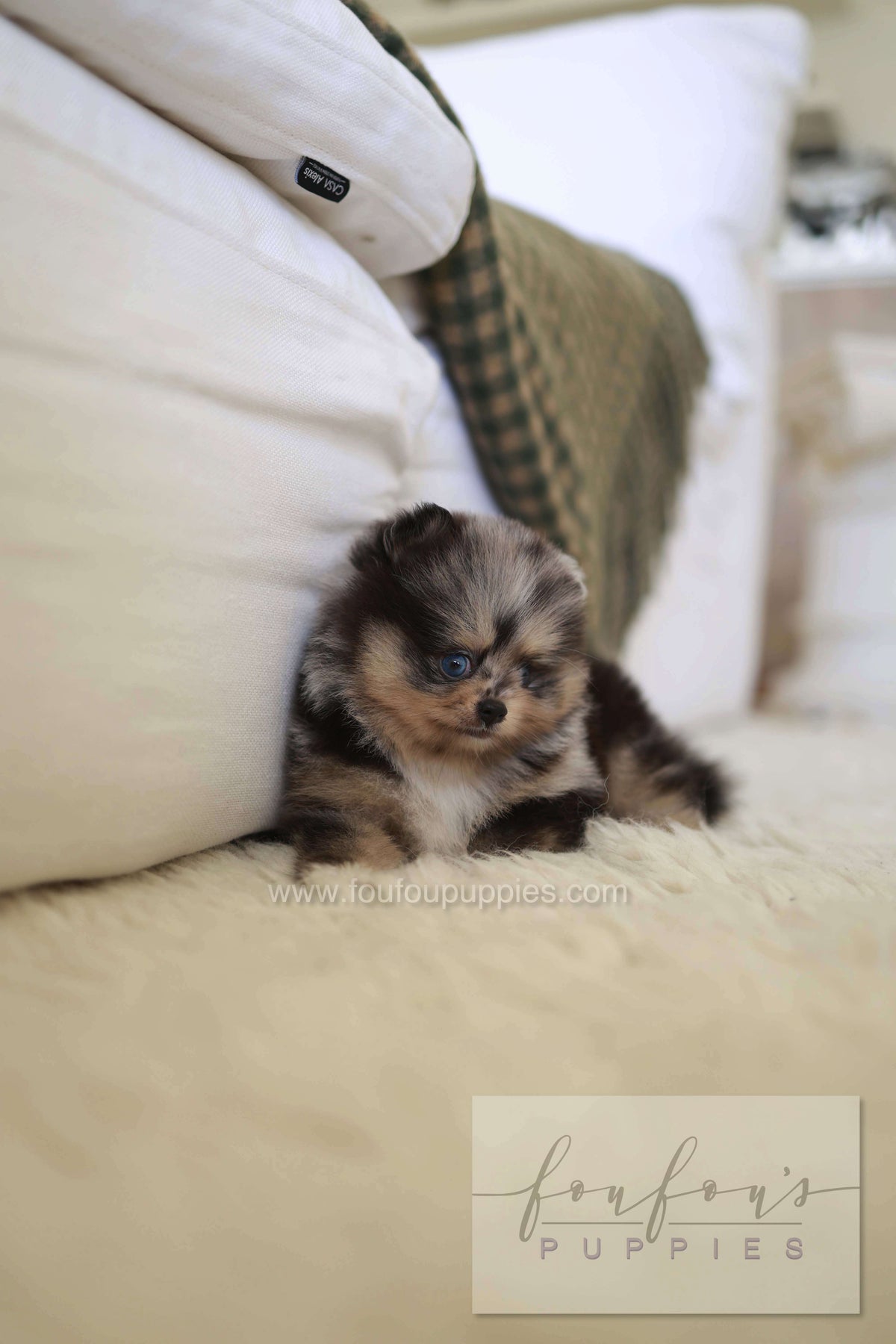 Cosmo - Pomeranian M.