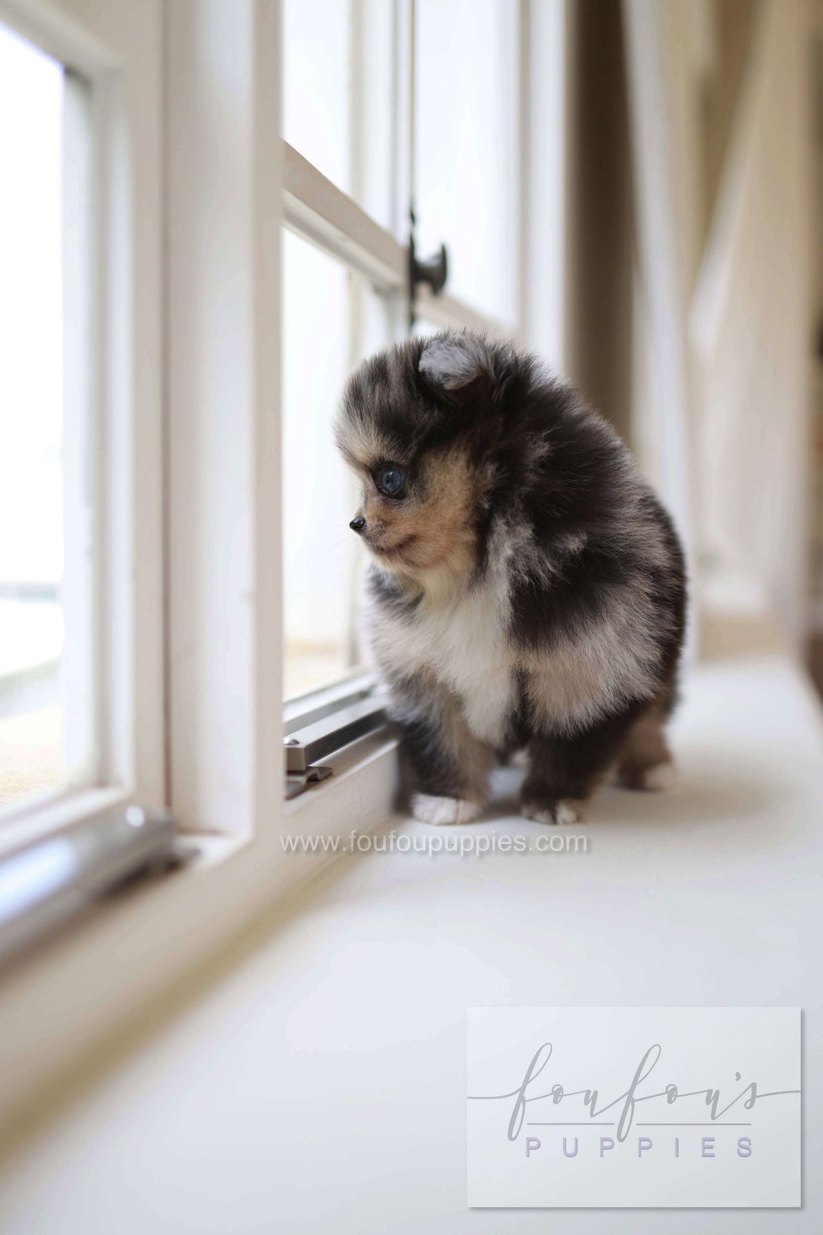 Cosmo - Pomeranian M.