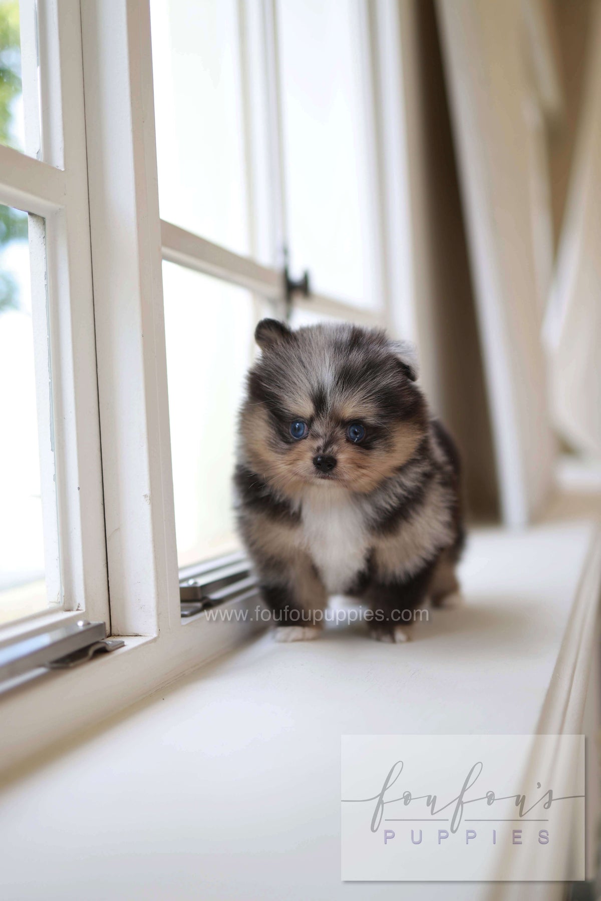 Cosmo - Pomeranian M.