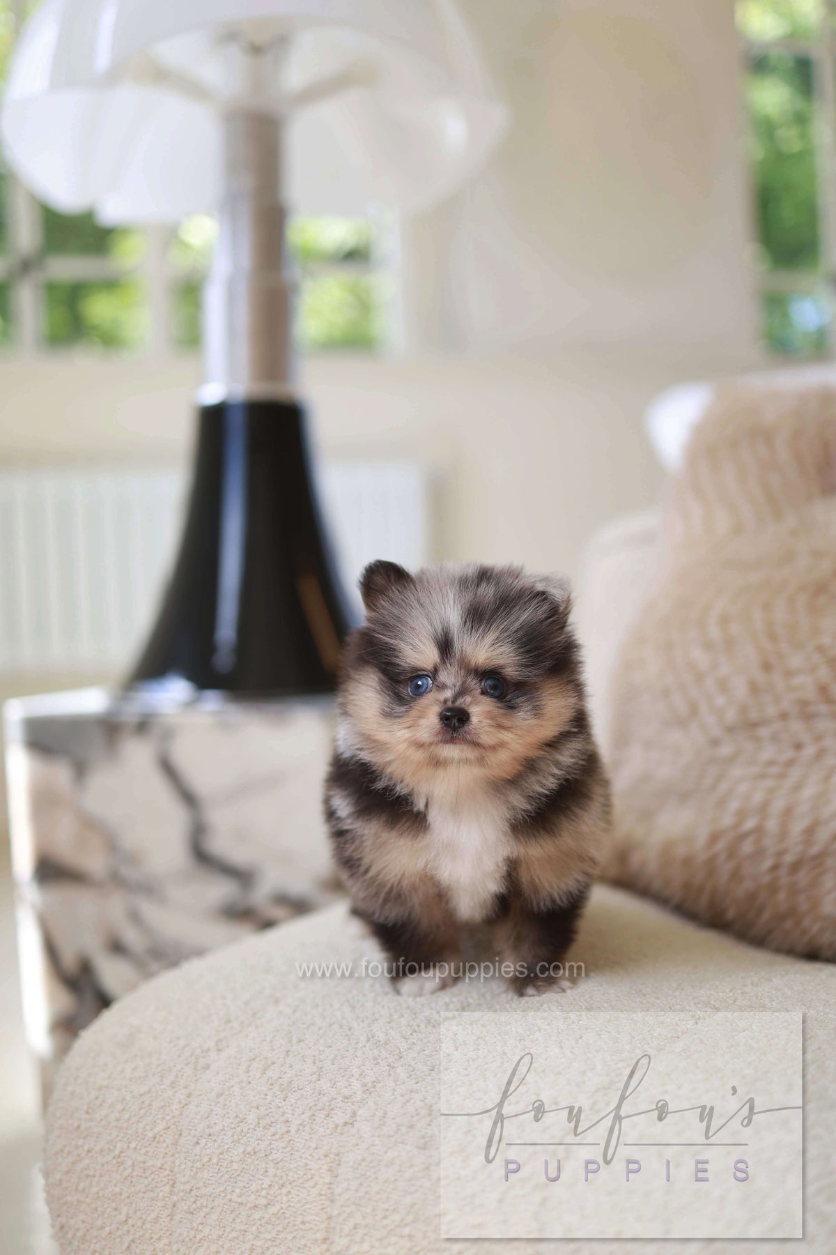 Cosmo - Pomeranian M.
