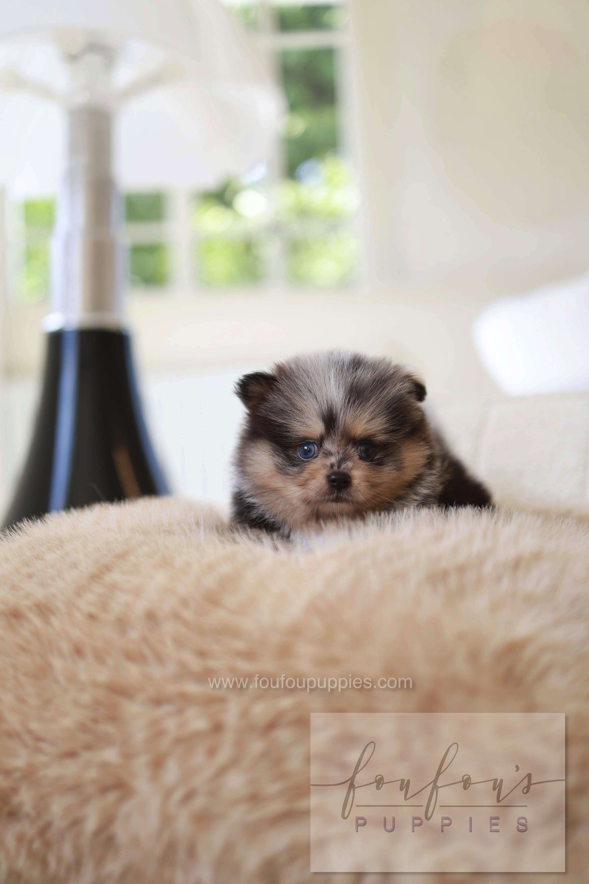 Cosmo - Pomeranian M.