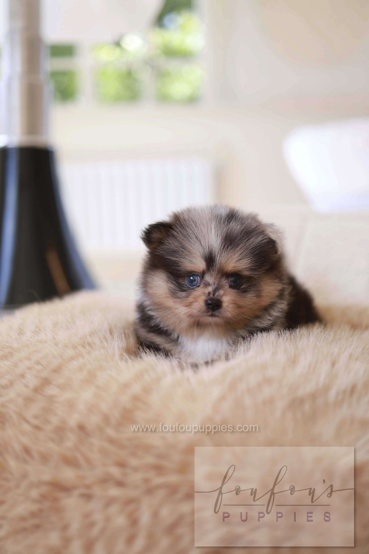 Cosmo - Pomeranian M.