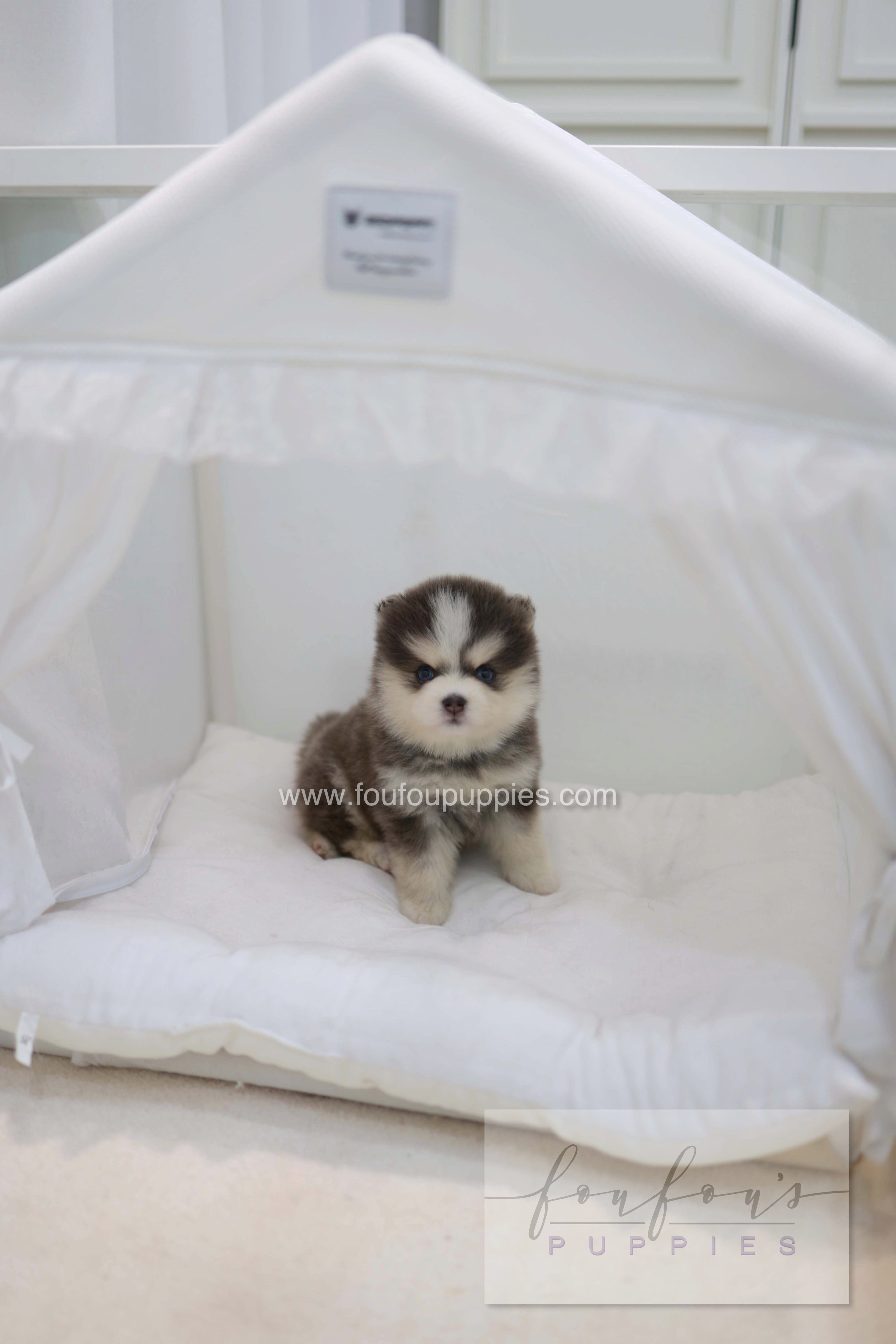 Cookie - Pomsky F.