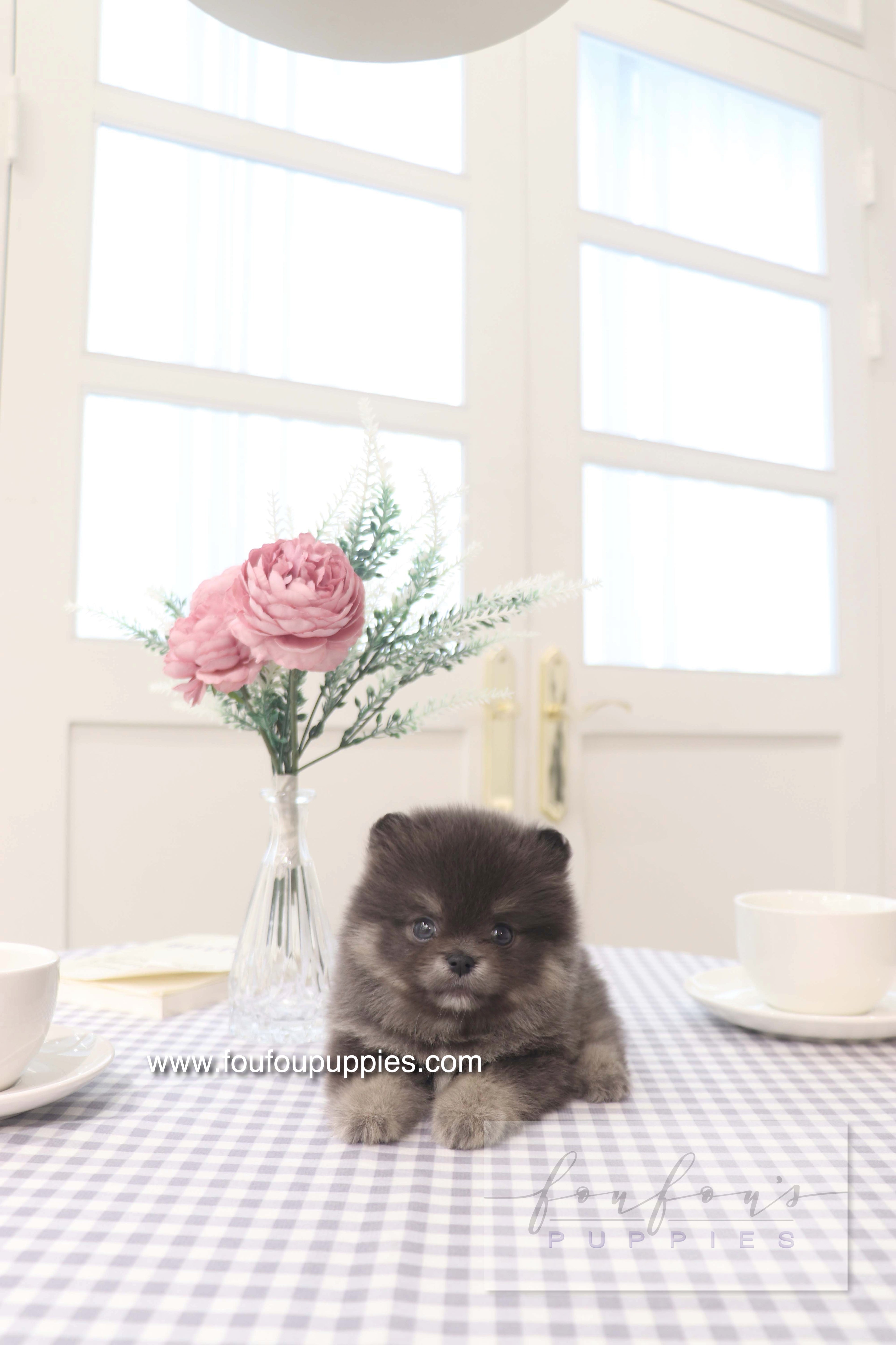 Nemo - Pomeranian M.