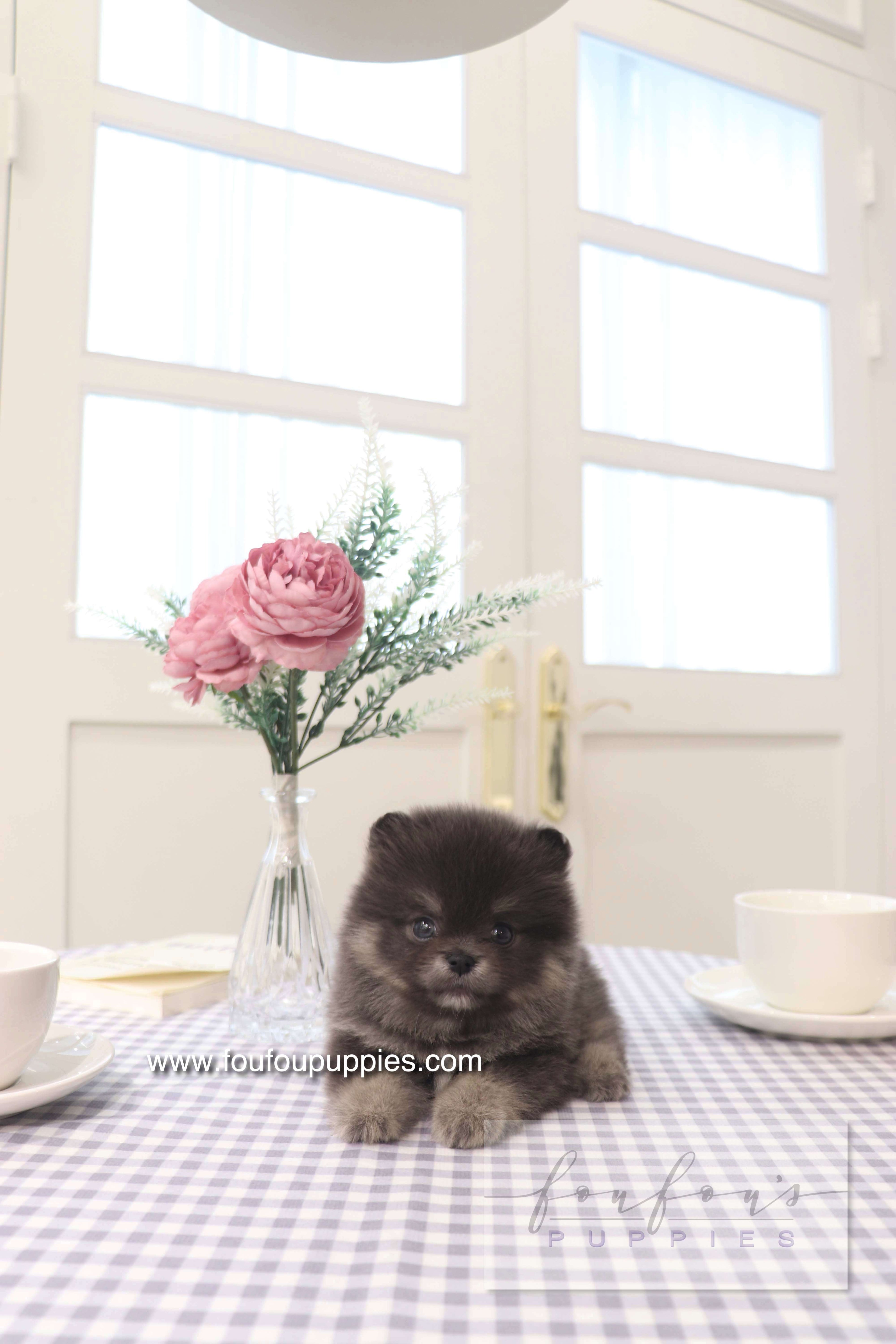 Nemo - Pomeranian M.