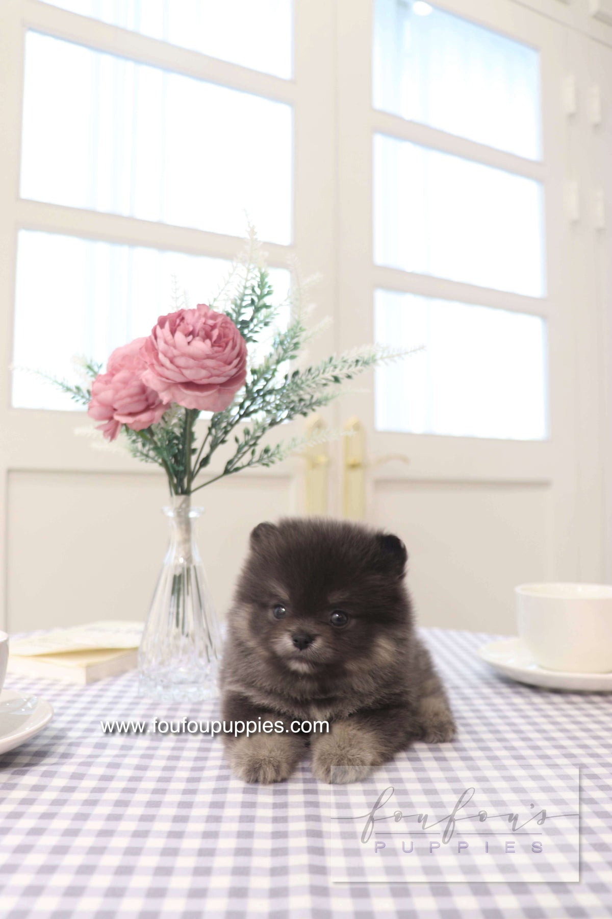 Nemo - Pomeranian M.