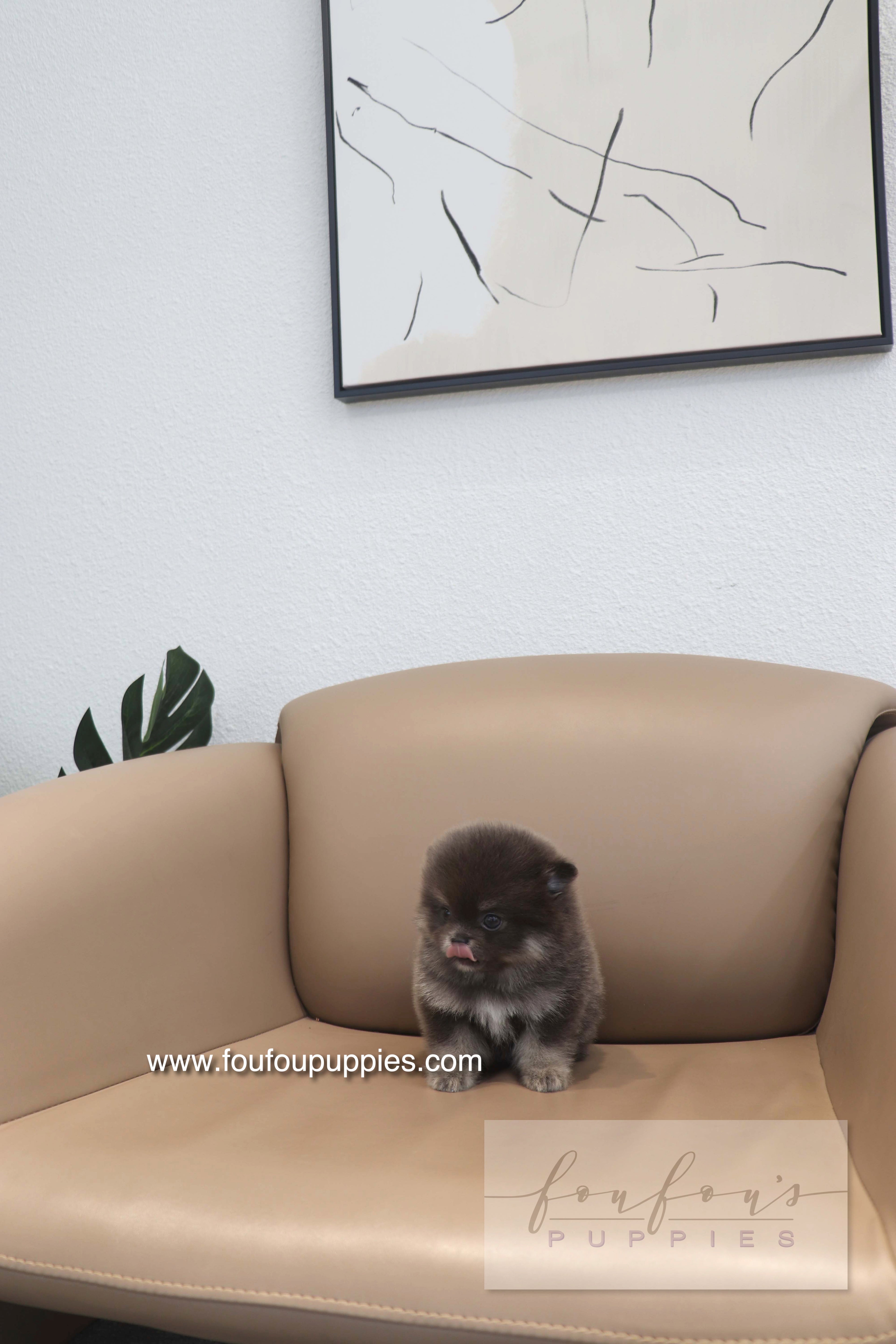 Nemo - Pomeranian M.