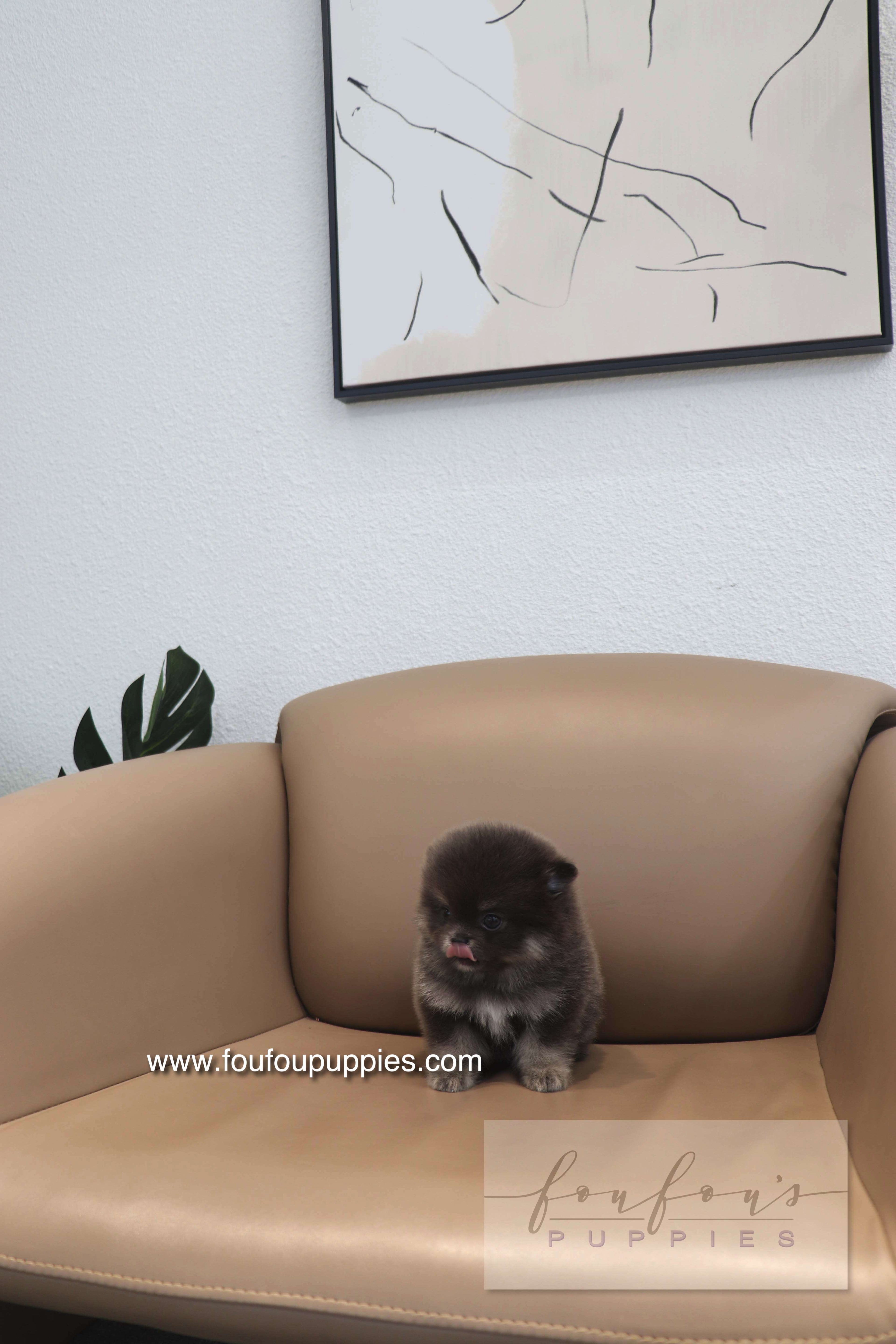 Nemo - Pomeranian M.
