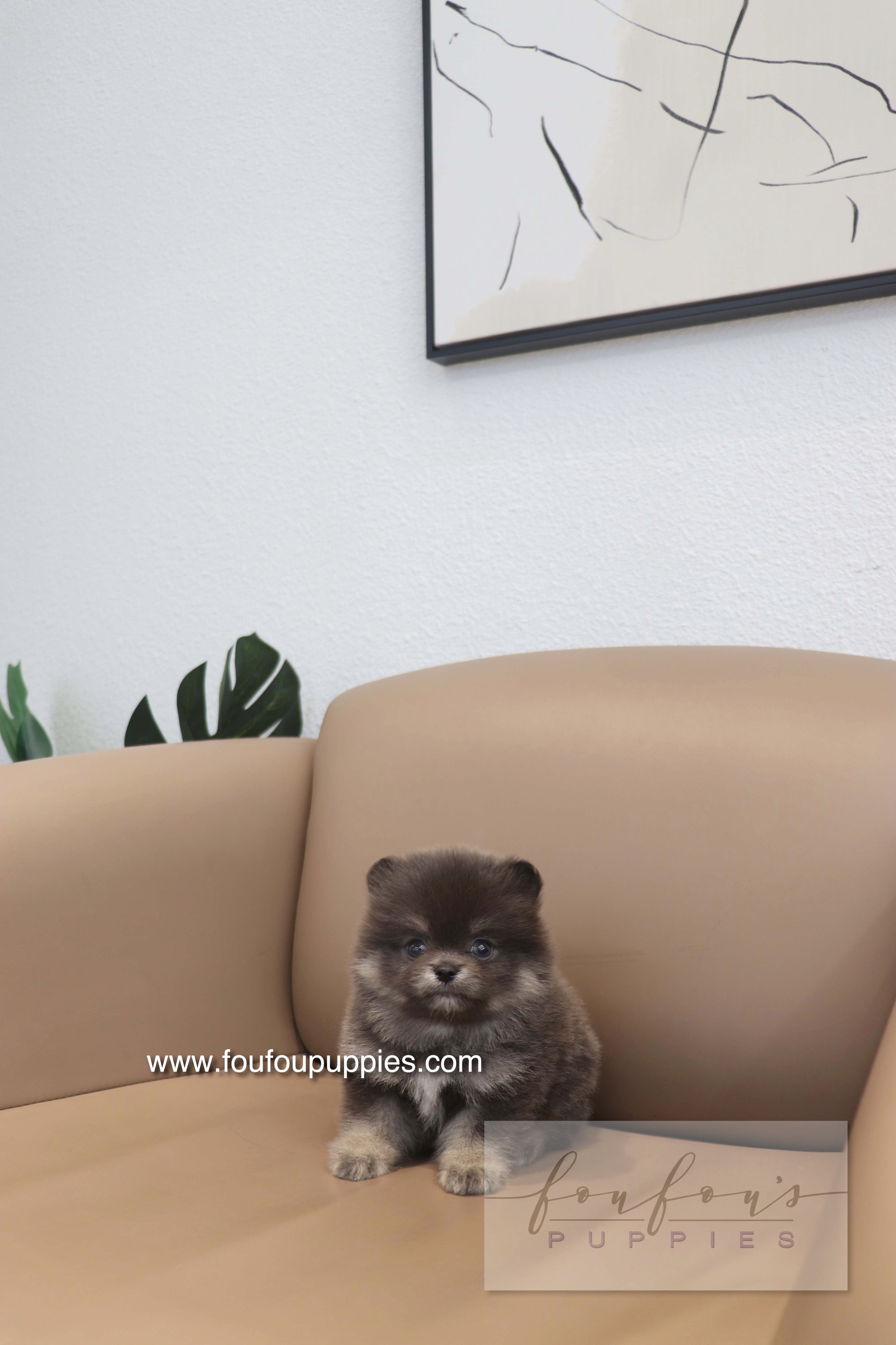 Nemo - Pomeranian M.