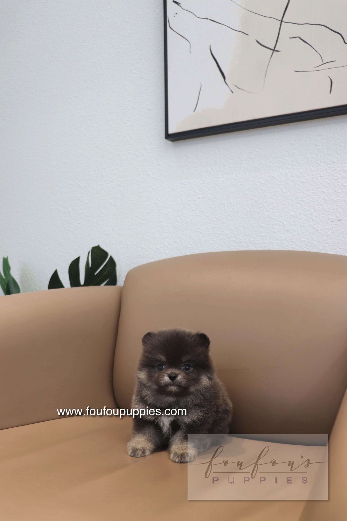 Nemo - Pomeranian M.