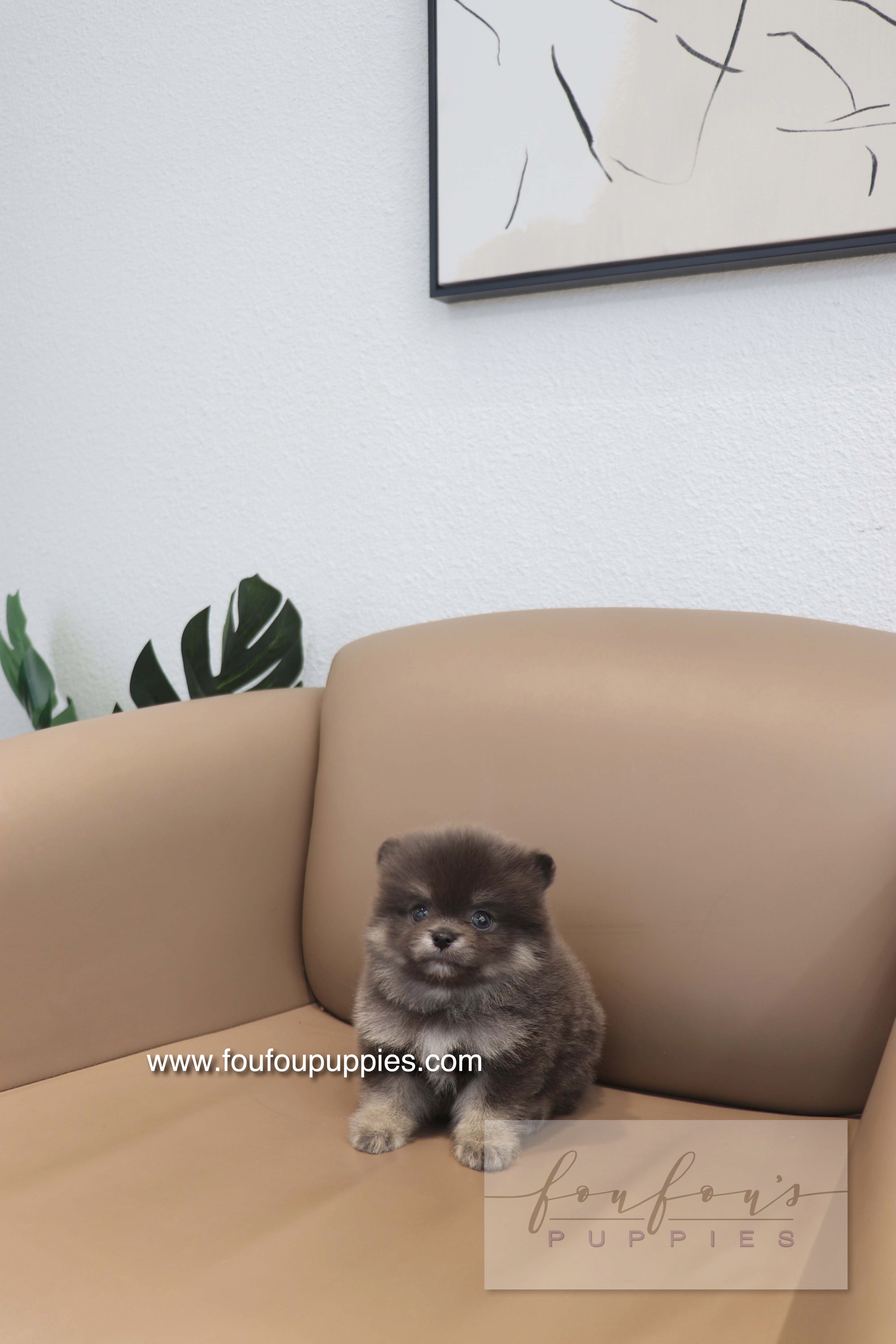 Nemo - Pomeranian M.