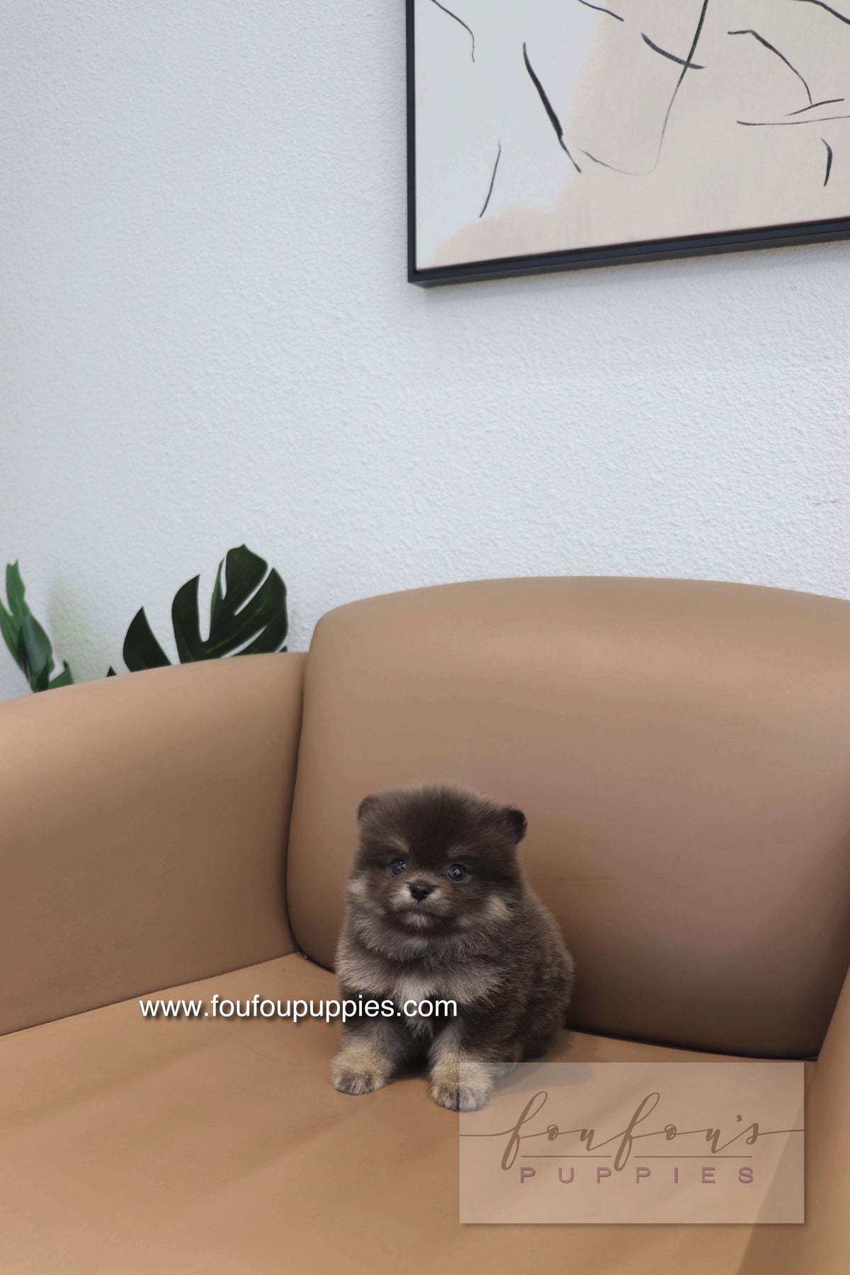 Nemo - Pomeranian M.
