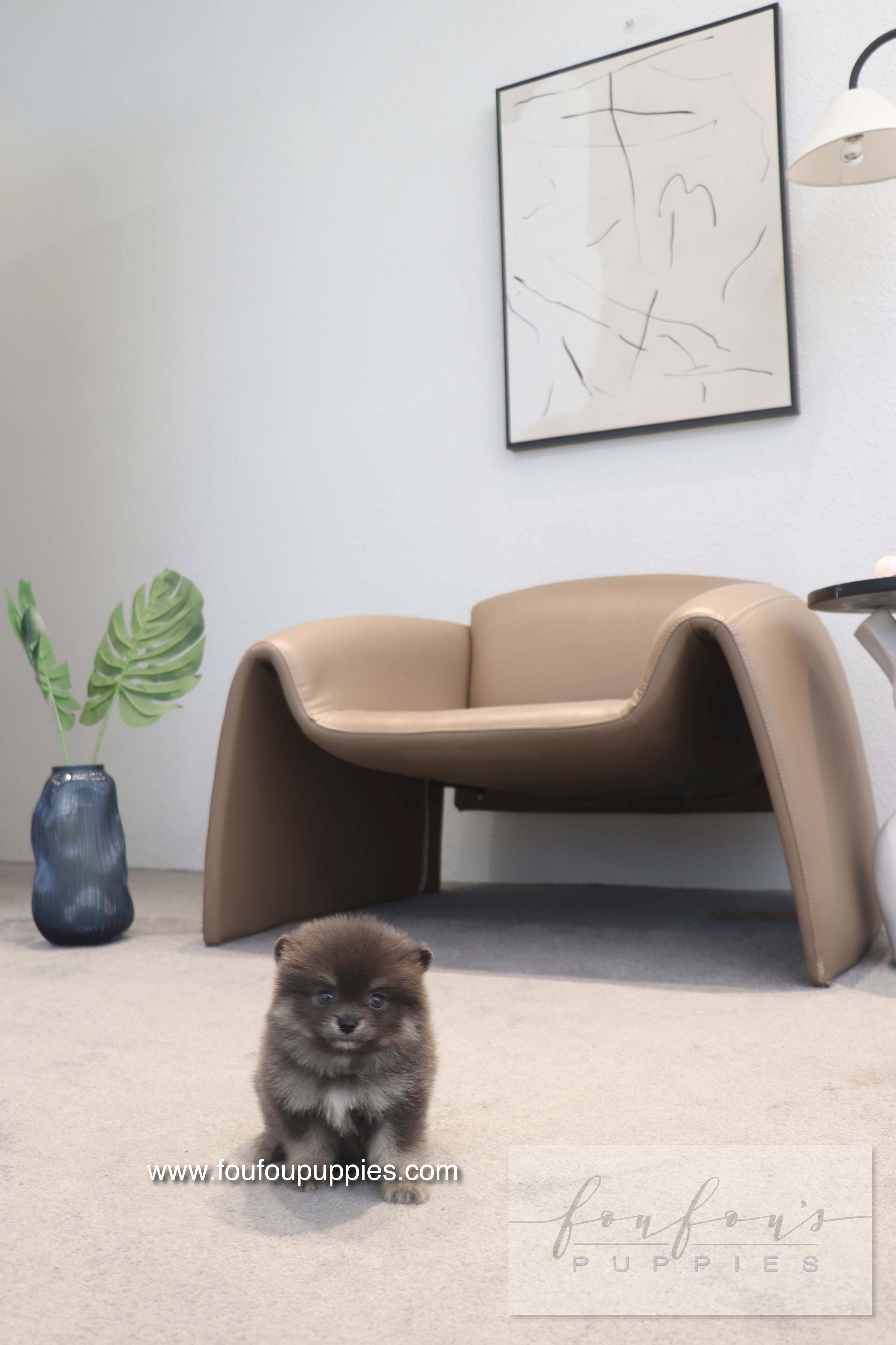 Nemo - Pomeranian M.