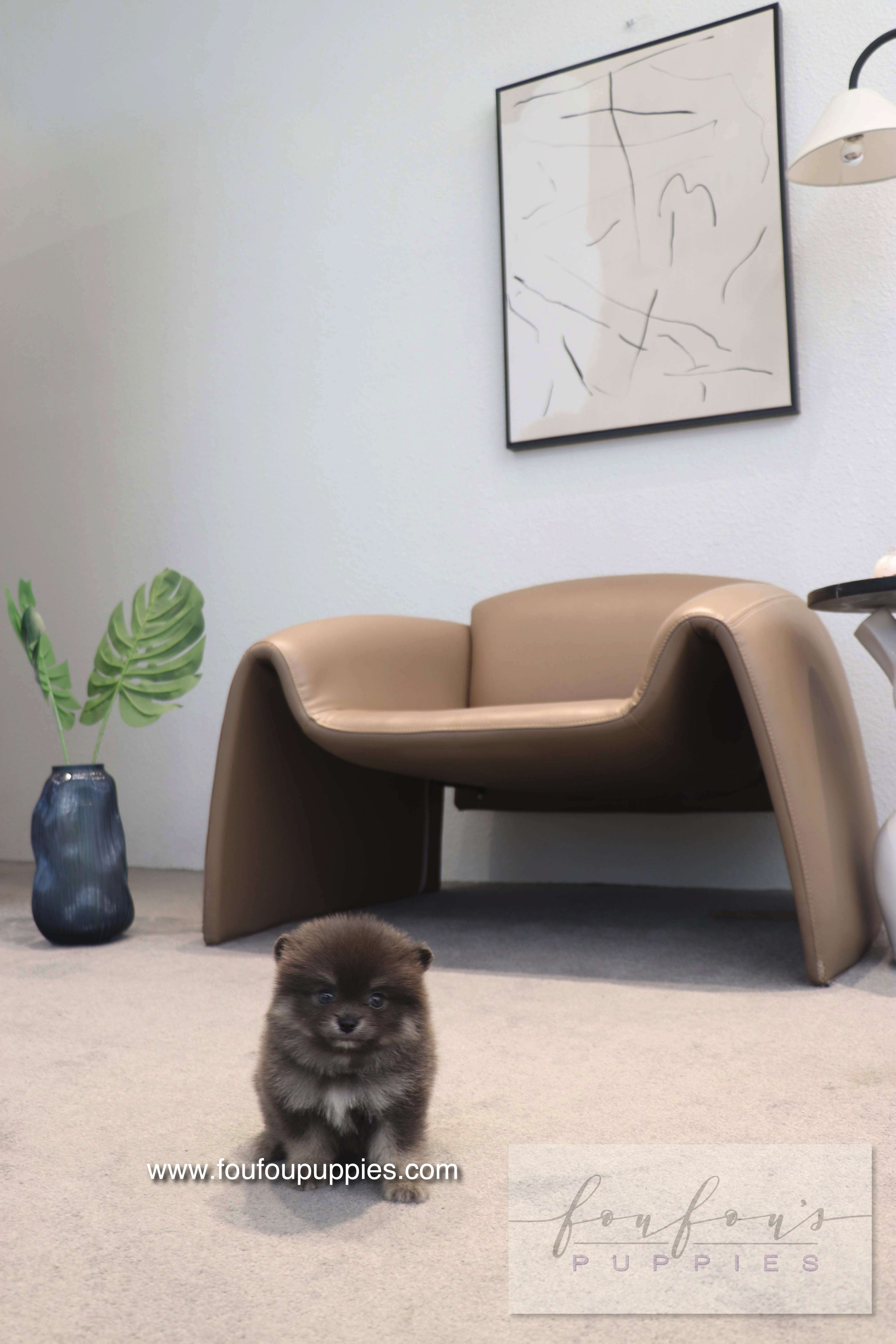 Nemo - Pomeranian M.