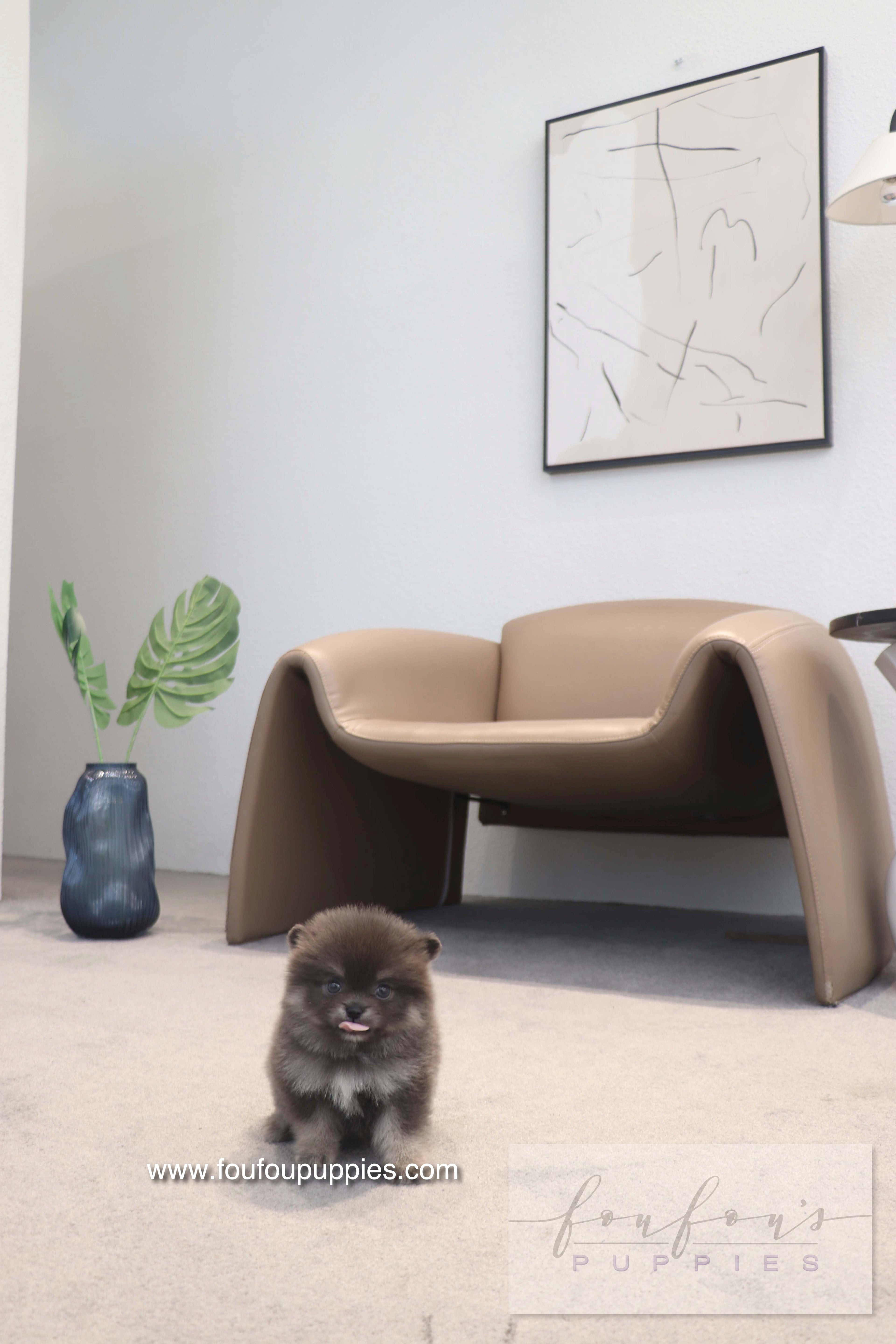 Nemo - Pomeranian M.
