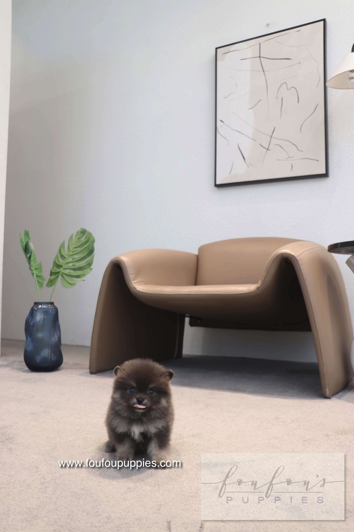 Nemo - Pomeranian M.