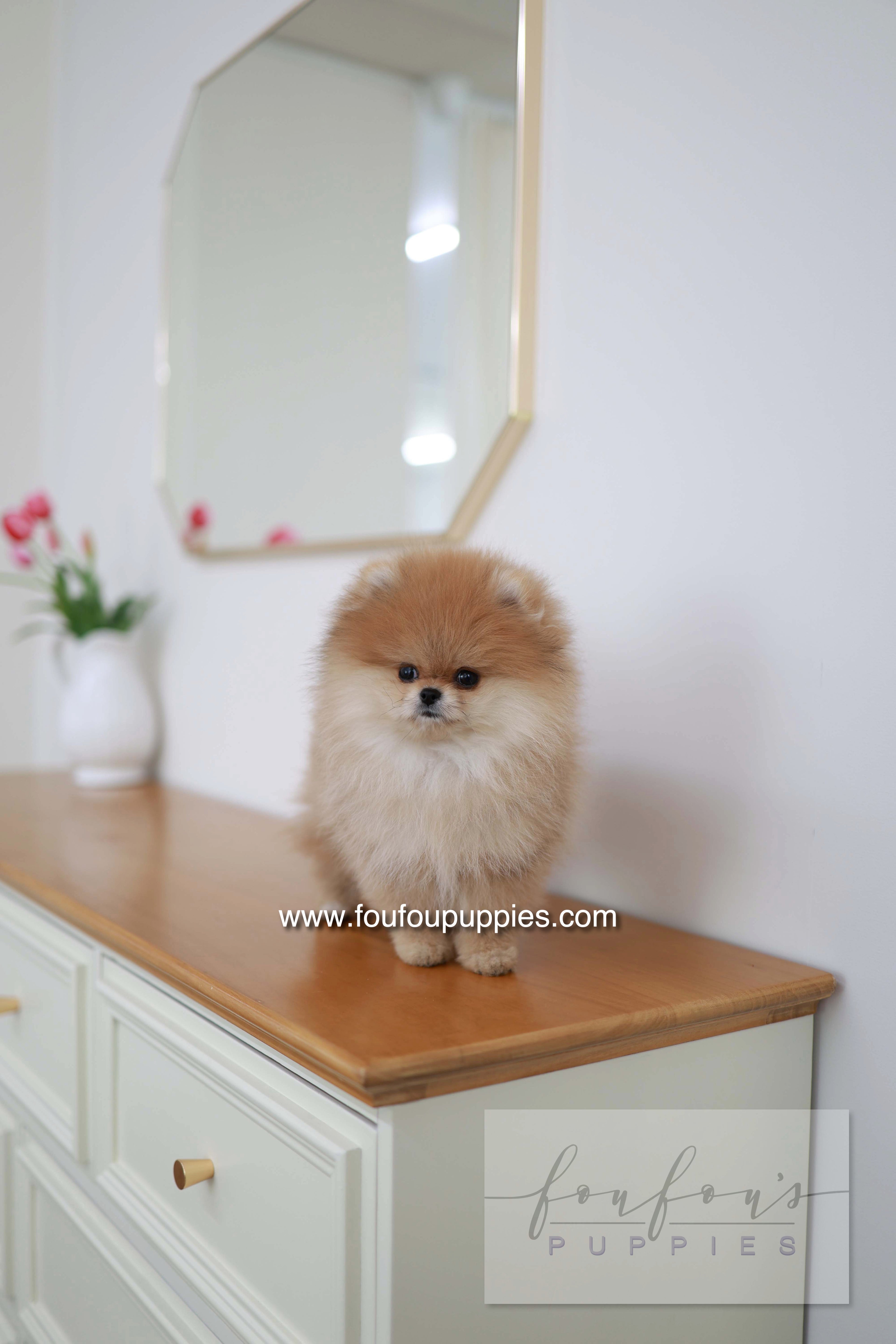 BooBear - Pomeranian M.