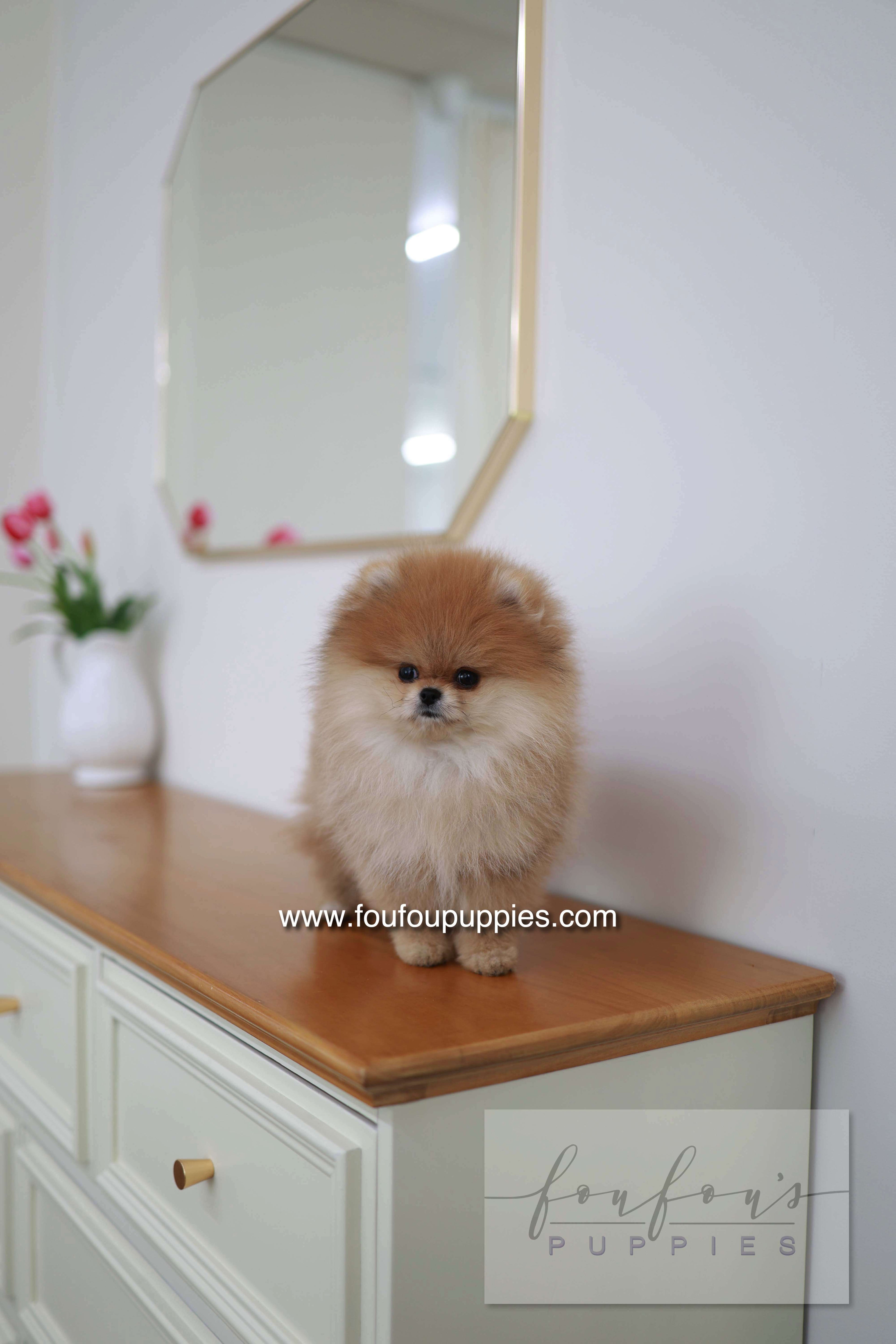 BooBear - Pomeranian M.